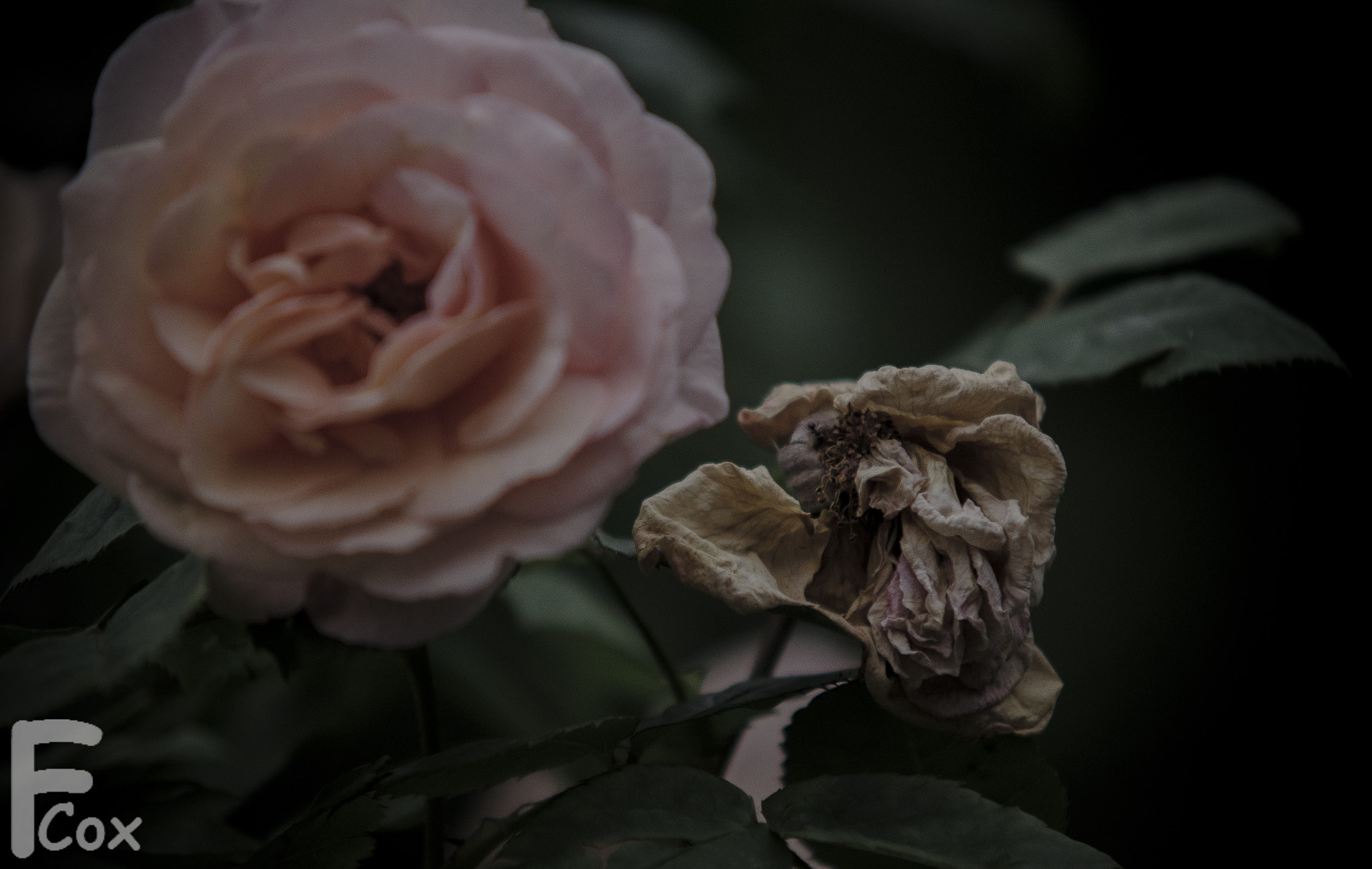 Nikon D7000 + Sigma 50-150mm F2.8 EX APO DC HSM sample photo. Dying by your side photography