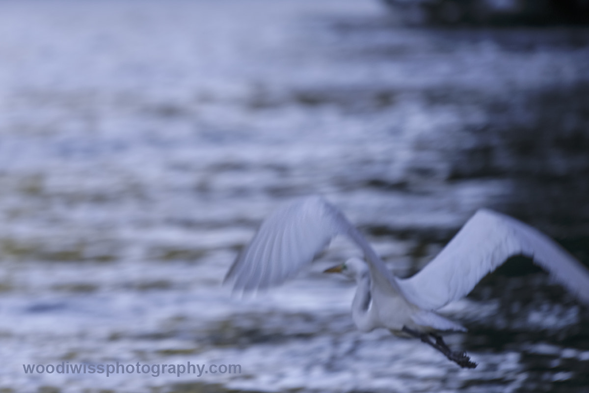 Sony a7R + Sony FE 70-200mm F4 G OSS sample photo. Flight 2 photography