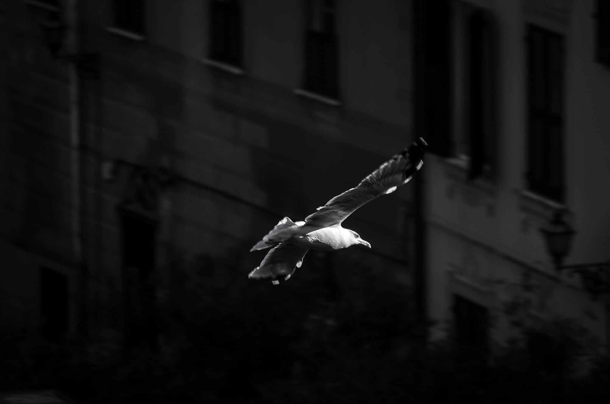 HD Pentax DA 55-300mm F4.0-5.8 ED WR sample photo. Freedom photography