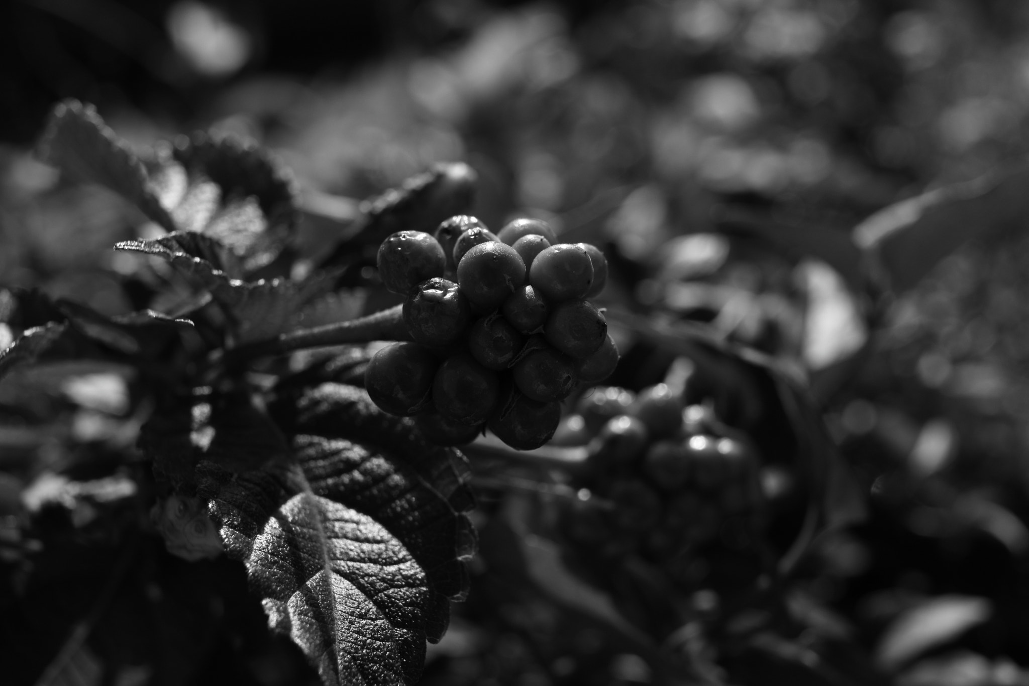 Canon EF-S 24mm F2.8 STM sample photo. Weed photography