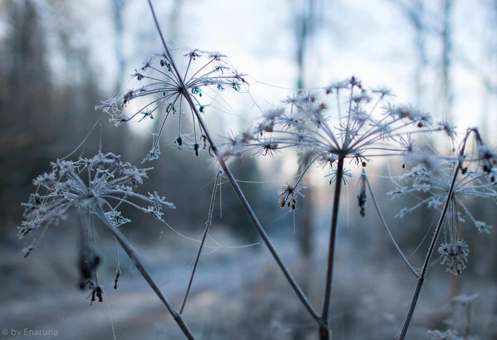 Nikon D300S sample photo. Umbels covered with frost and silk photography