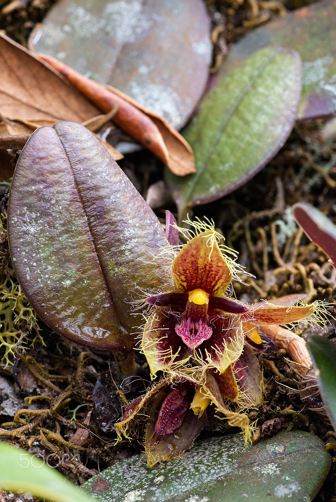 Nikon D80 + Tokina AT-X Pro 100mm F2.8 Macro sample photo. Bulbophyllum dayanum photography