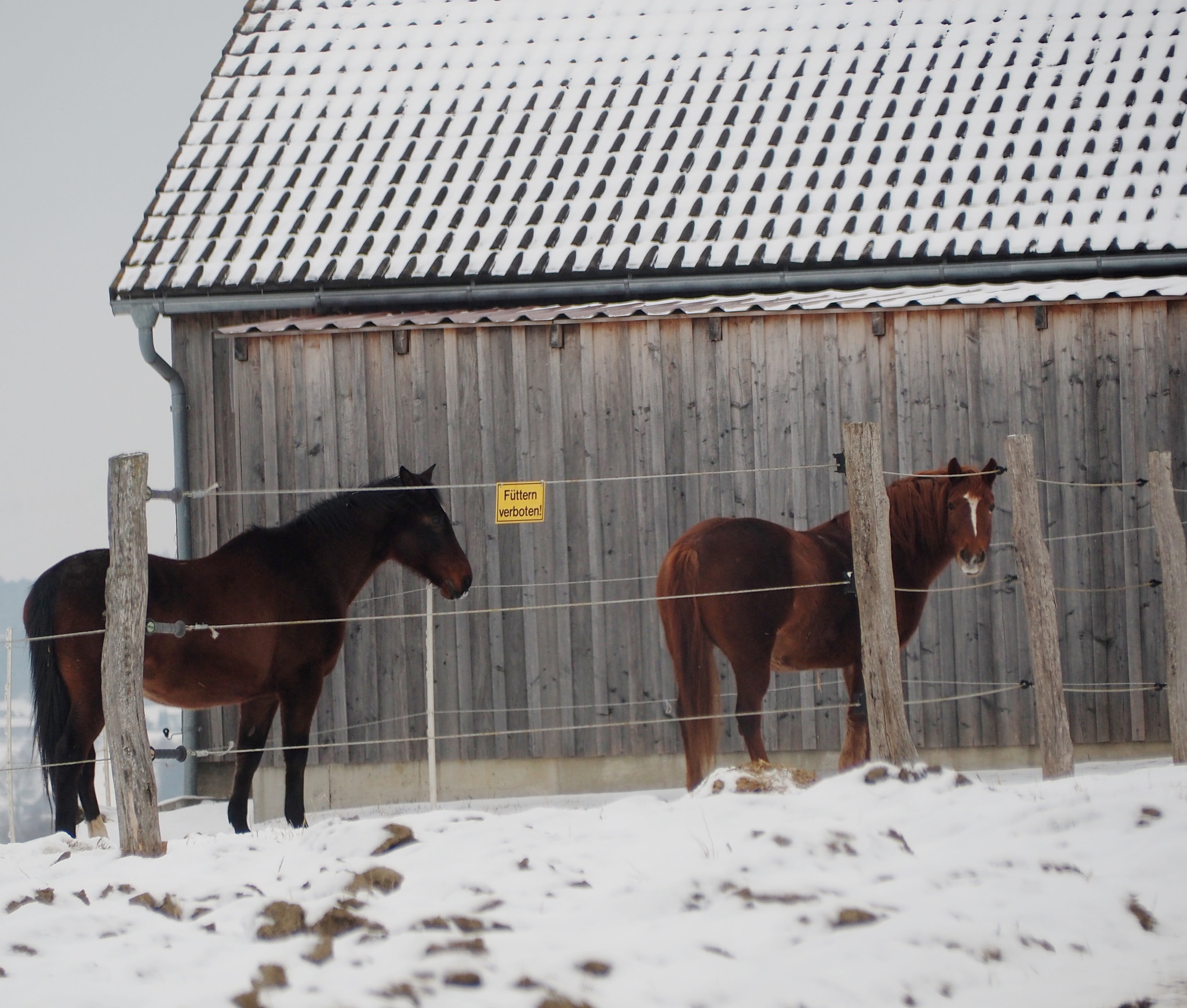 Olympus OM-D E-M5 II sample photo. Pony corner photography