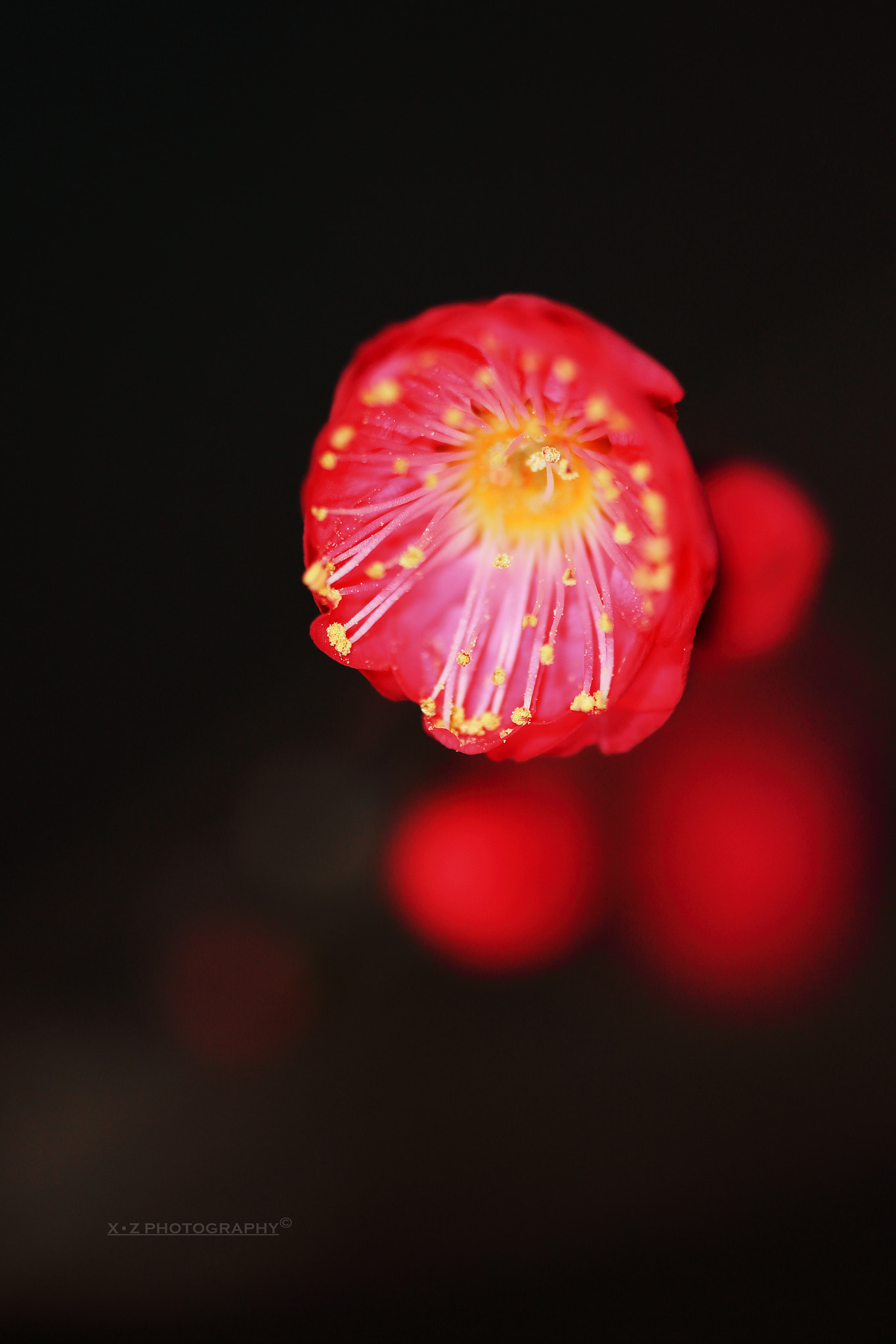 Canon EF 180mm F3.5L Macro USM sample photo. Wintersweet 梅花 photography
