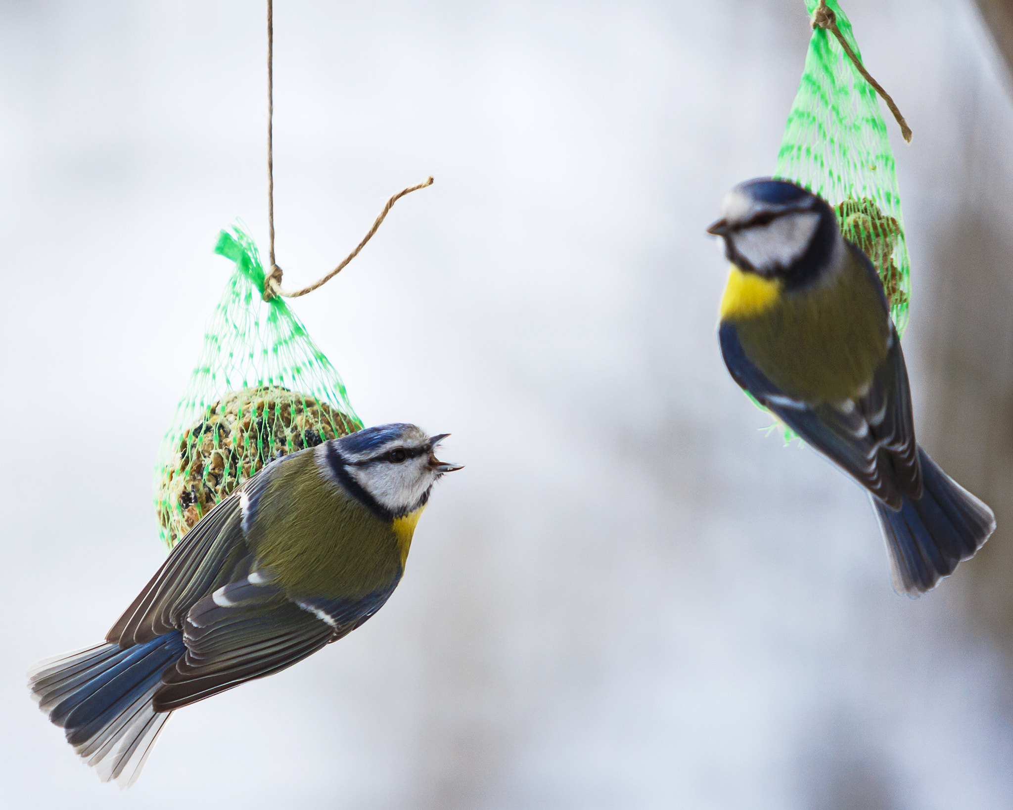 Canon EF 70-200mm F2.8L USM sample photo. Angry bird photography
