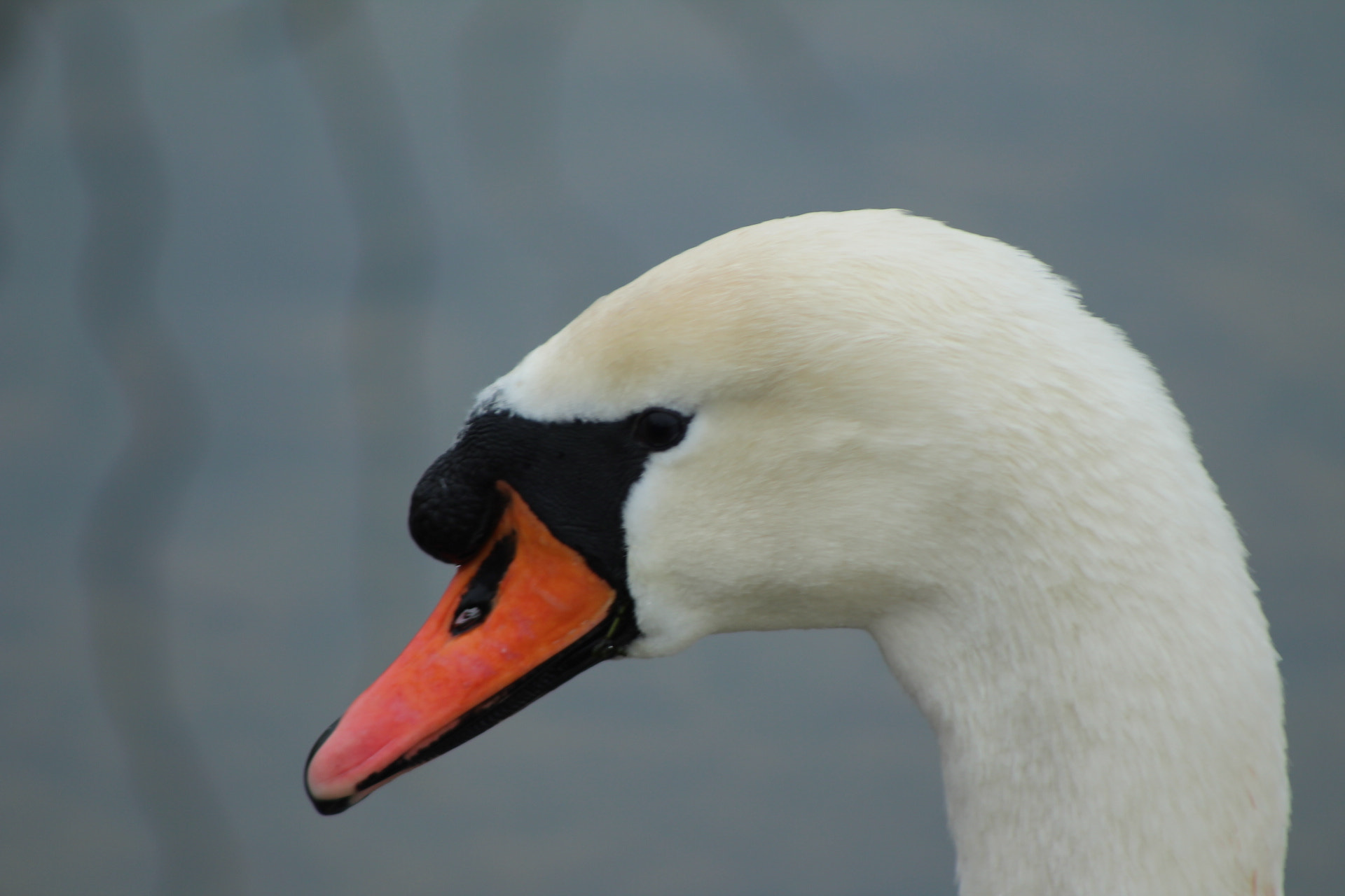Canon EOS 1300D (EOS Rebel T6 / EOS Kiss X80) + EF75-300mm f/4-5.6 sample photo. Beautiful swan photography