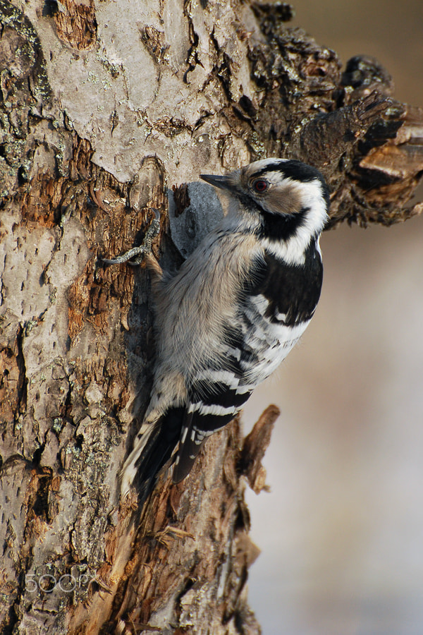 Nikon D60 sample photo. The lesser spotted woodpecker photography
