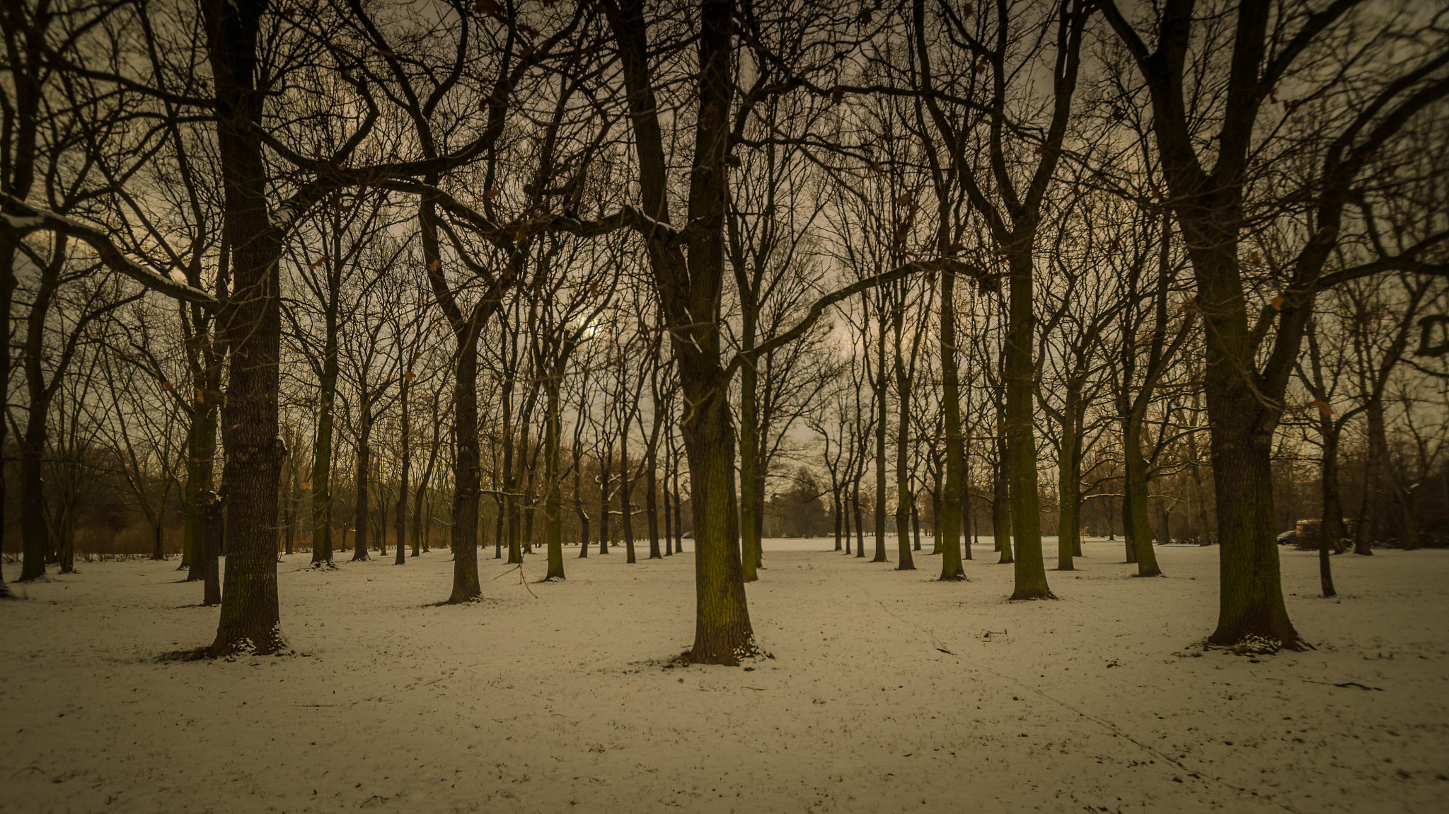 Sony SLT-A58 + Sigma 10-20mm F3.5 EX DC HSM sample photo. Tree grove photography