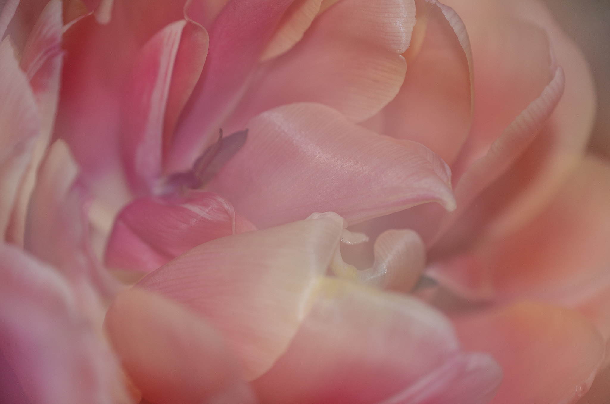 Nikon AF-S DX Micro-Nikkor 85mm F3.5G ED VR sample photo. Tulip photography