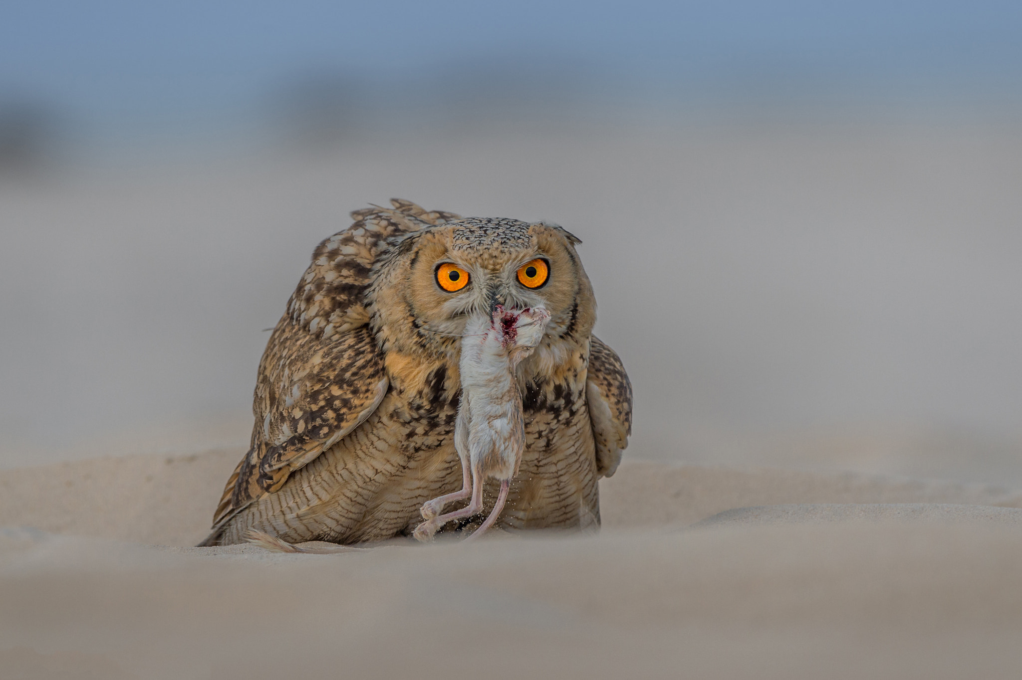 Nikon D4 sample photo. Eurasian eagle-owl / bubo bubo photography