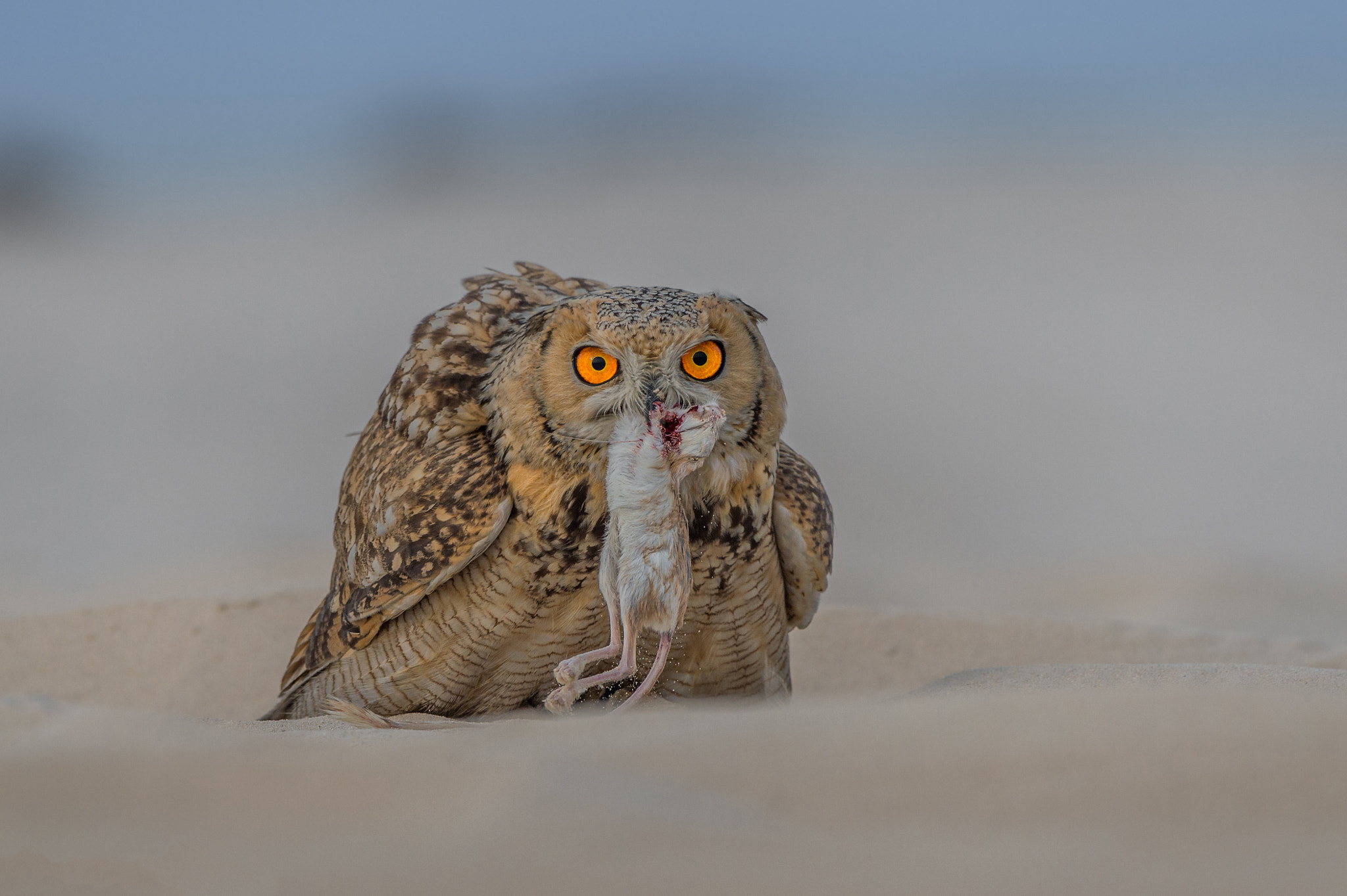 Nikon AF-S Nikkor 200-500mm F5.6E ED VR sample photo. Eurasian eagle-owl / bubo bubo photography