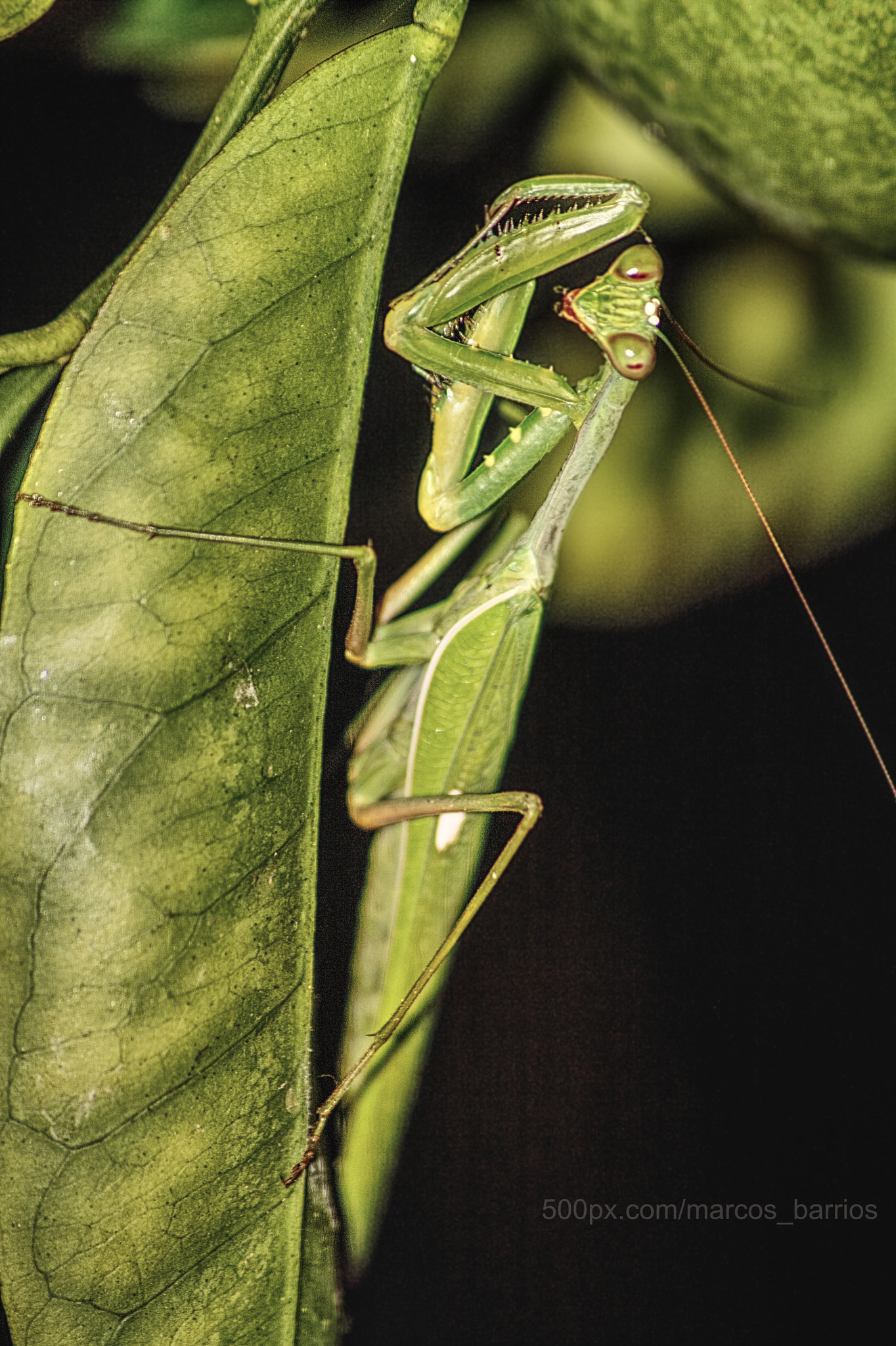 Sigma 70-300mm F4-5.6 APO DG Macro sample photo. Shy mantis photography