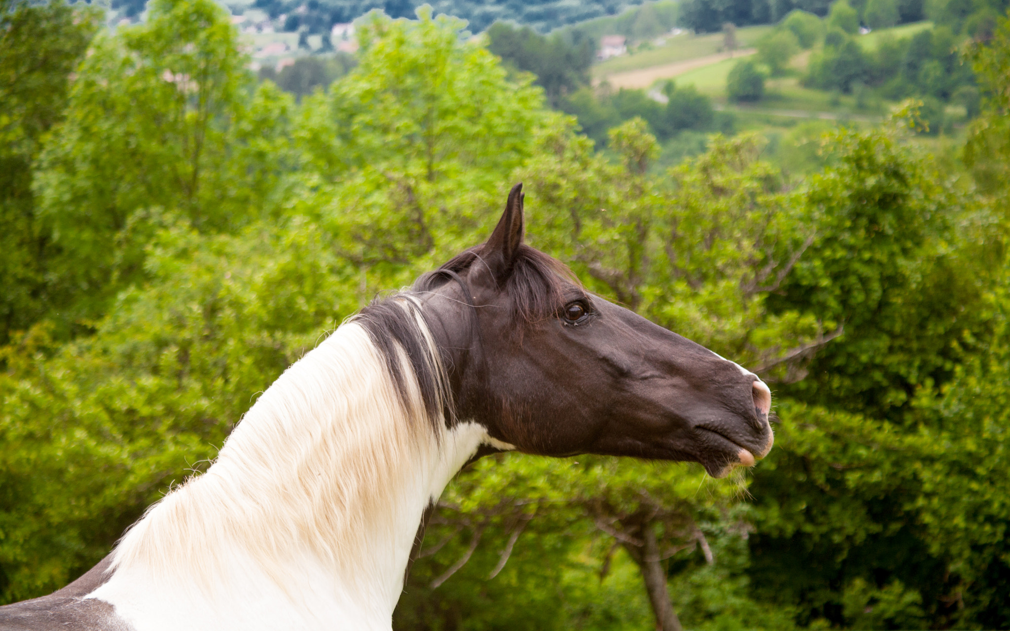 Canon EF 28-90mm f/4-5.6 sample photo. Mon cheval fait la girafe photography