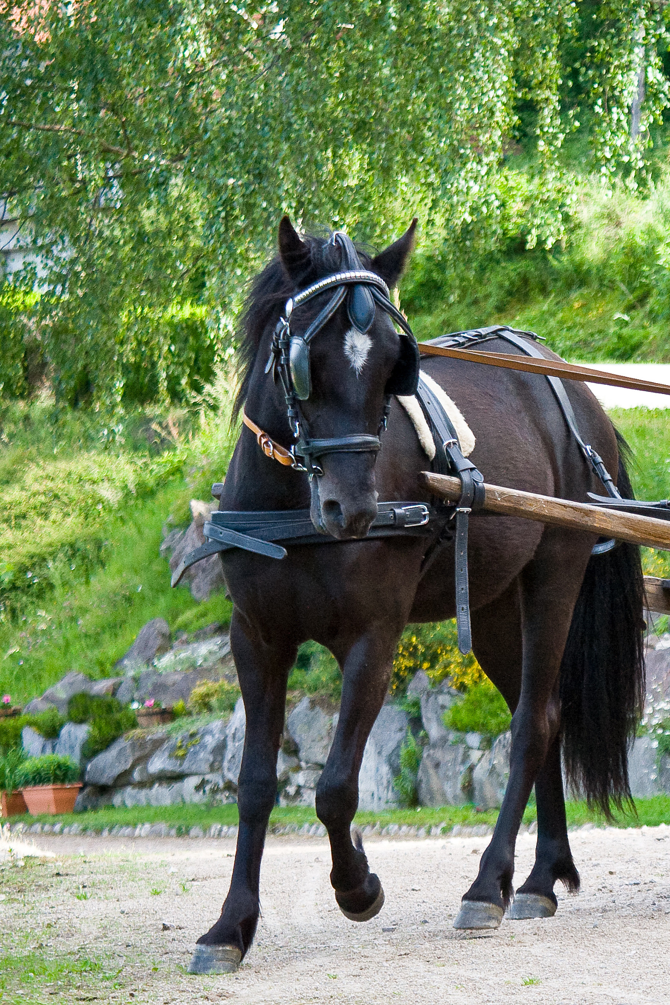 Canon EOS 5D sample photo. Rainbow et la charriotte photography