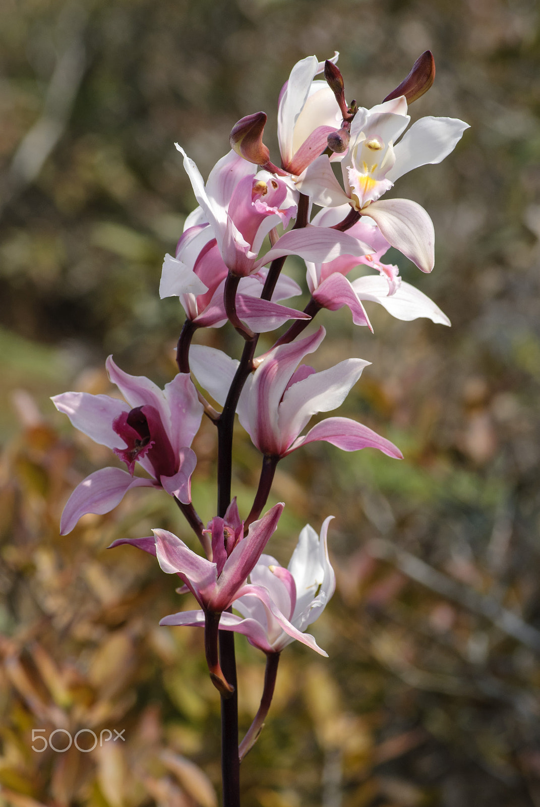 Nikon D80 + Tokina AT-X Pro 100mm F2.8 Macro sample photo. Cymbidium insigne photography