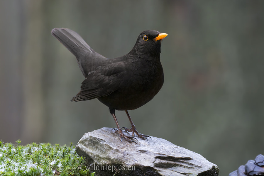 Olympus OM-D E-M1 Mark II + OLYMPUS M.300mm F4.0 sample photo. Blackbird photography