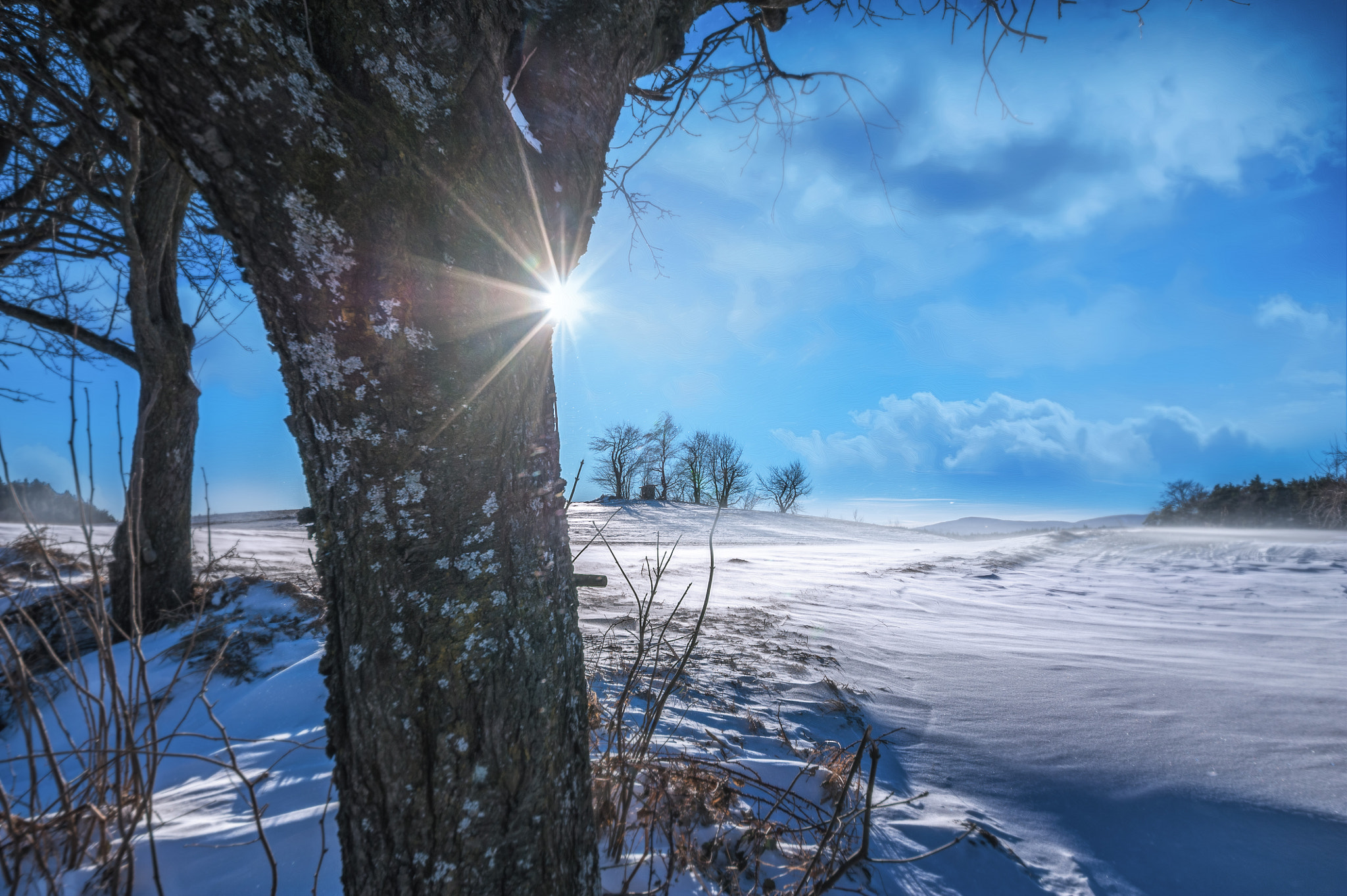 Nikon D700 sample photo. Sun behind the tree photography