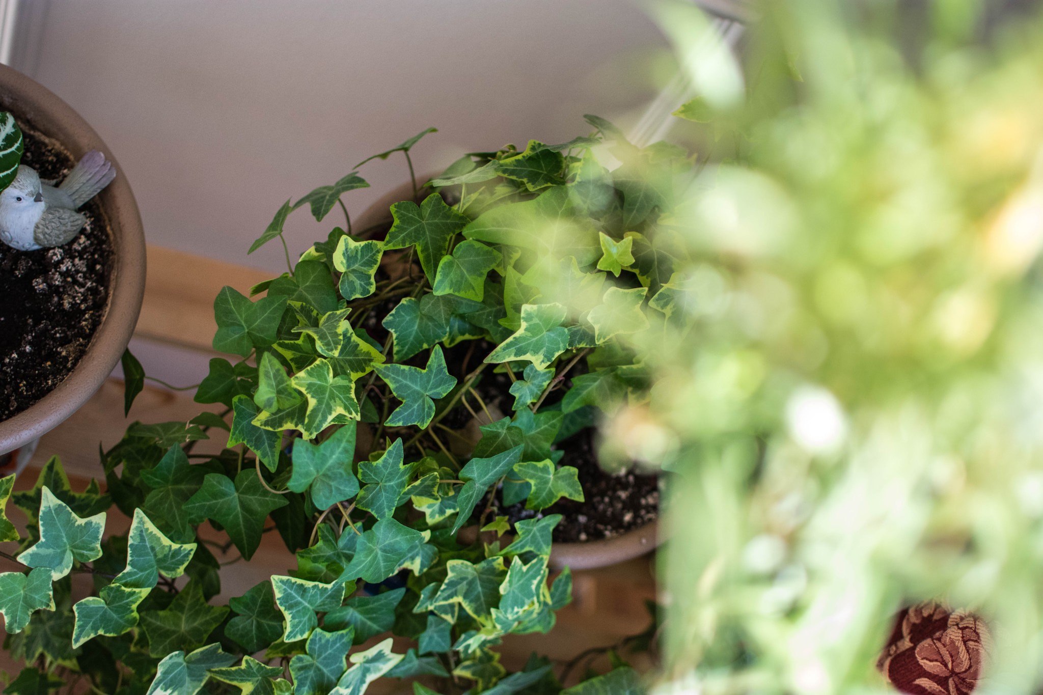 Nikon D3400 + Nikon AF-S DX Nikkor 35mm F1.8G sample photo. Plantes photography