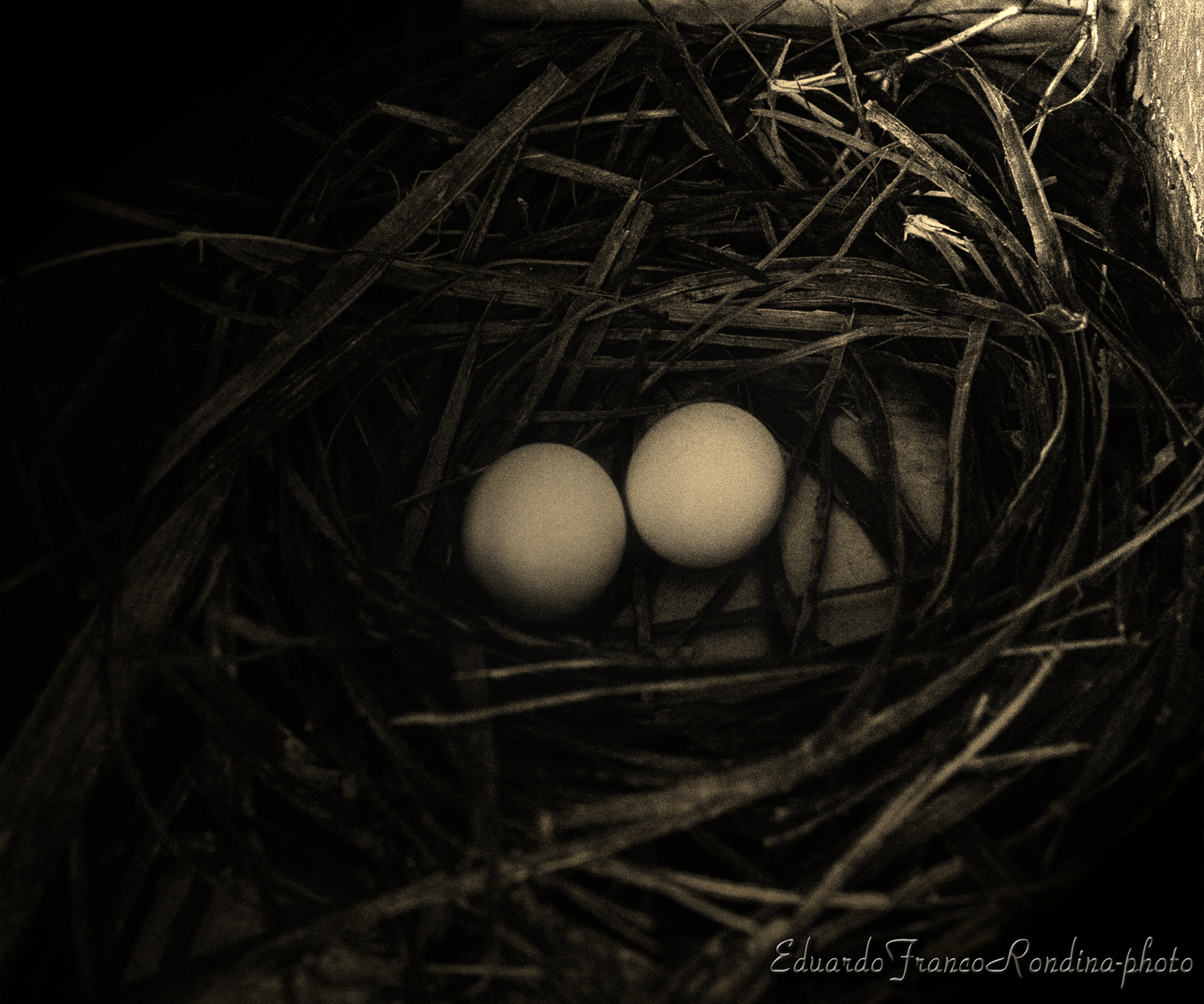 Canon EOS 400D (EOS Digital Rebel XTi / EOS Kiss Digital X) sample photo. Life is coming in... photography