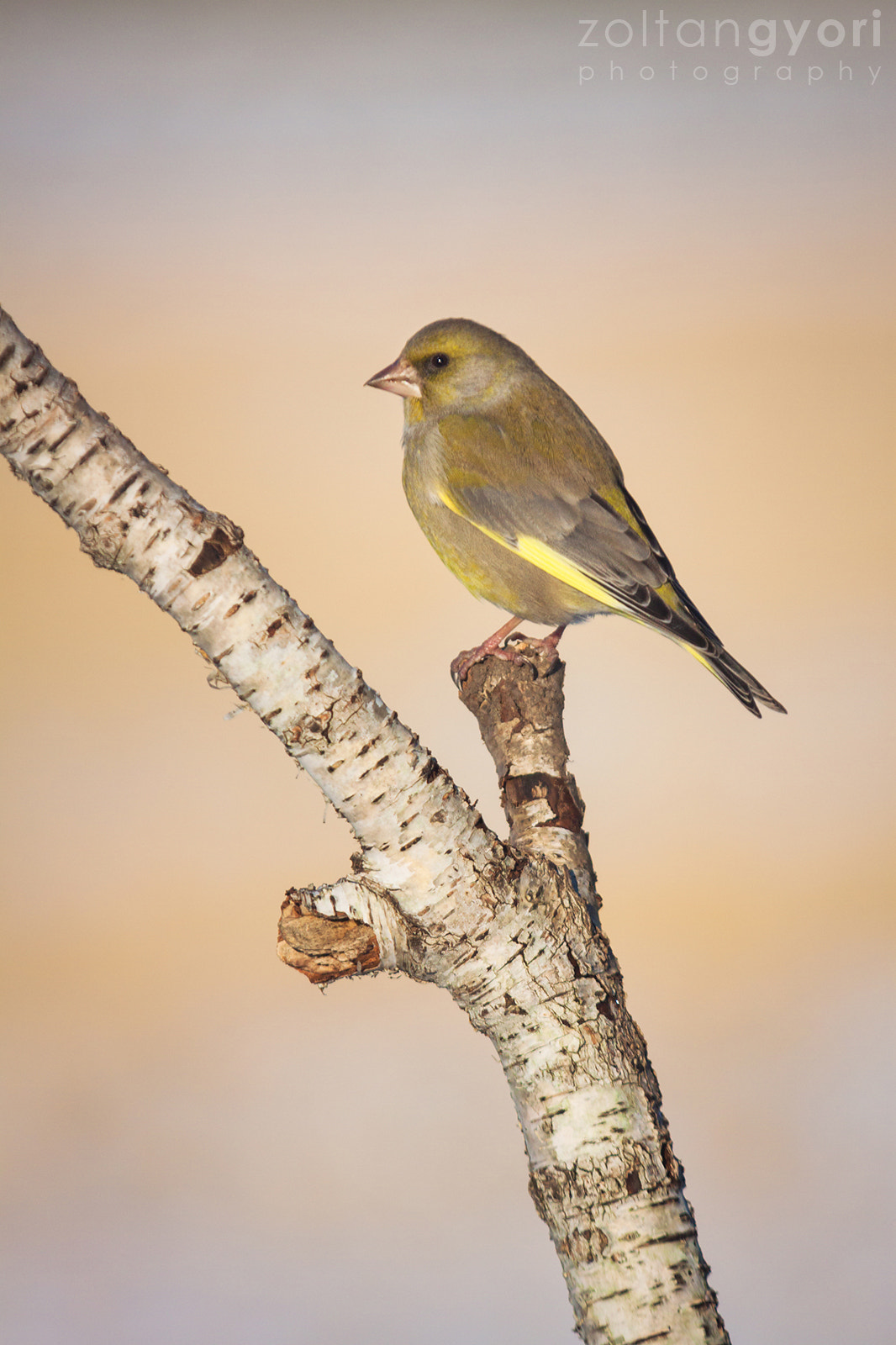 Canon EOS 50D + Sigma 100-300mm f/4 sample photo. Greenfinch photography