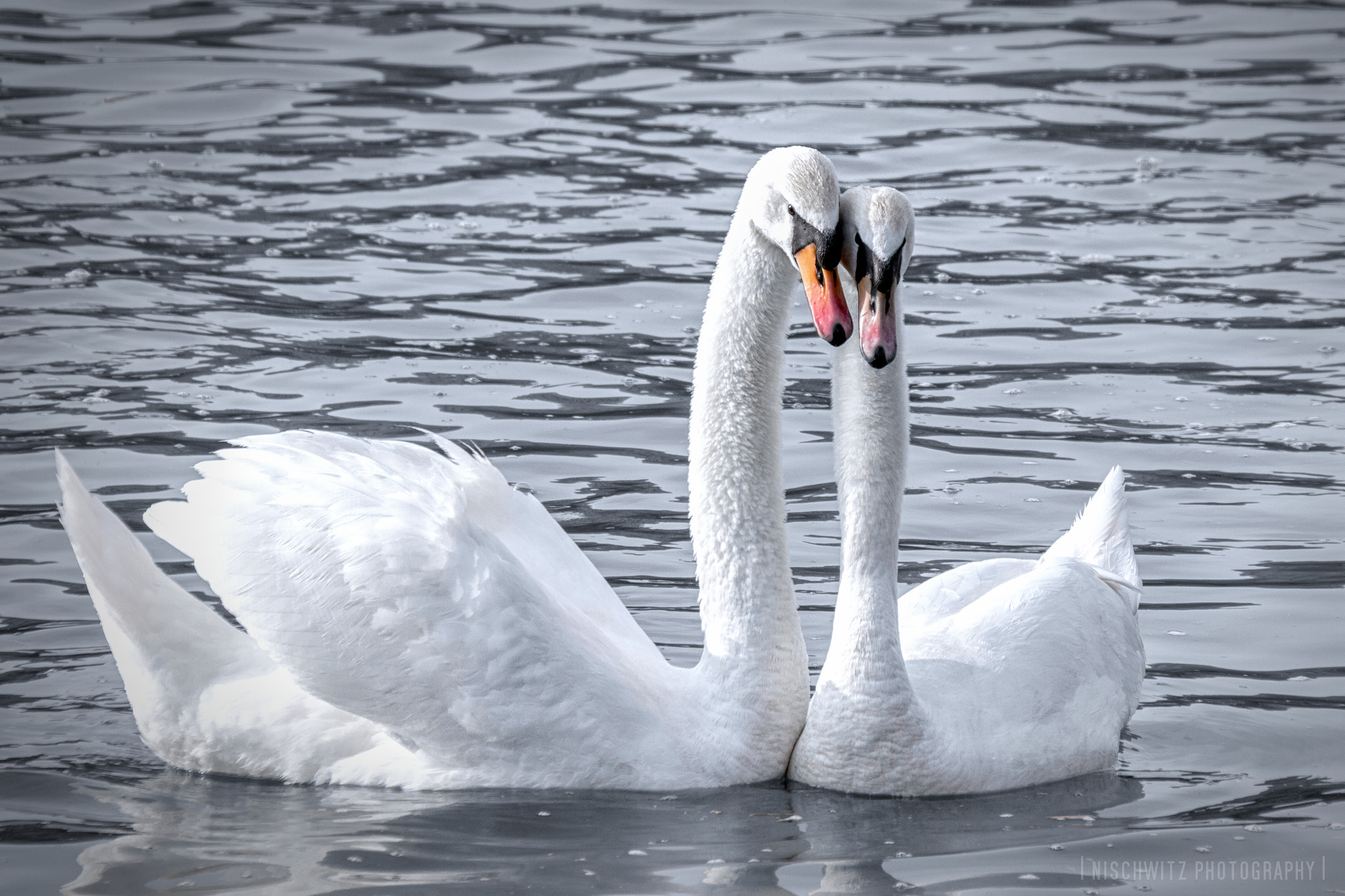 Sigma 18-250mm F3.5-6.3 DC OS HSM sample photo. Together photography