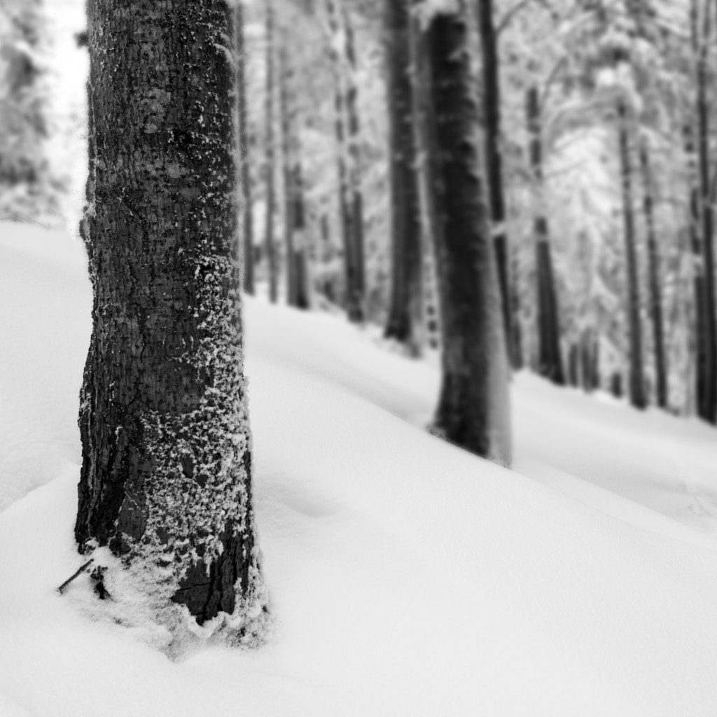 Promenons nous dans les bois