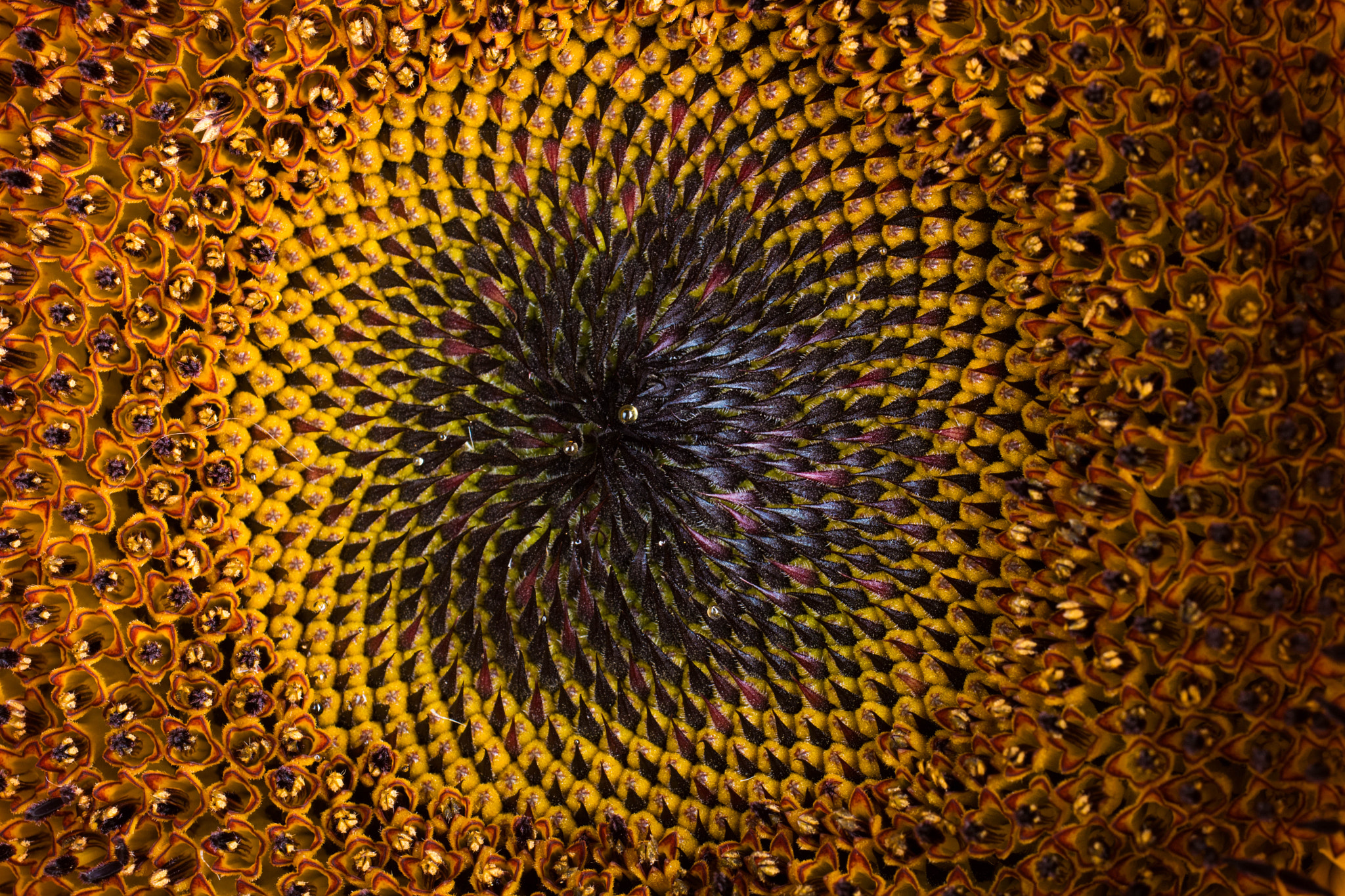 Nikon D500 sample photo. Sunflower twirl photography