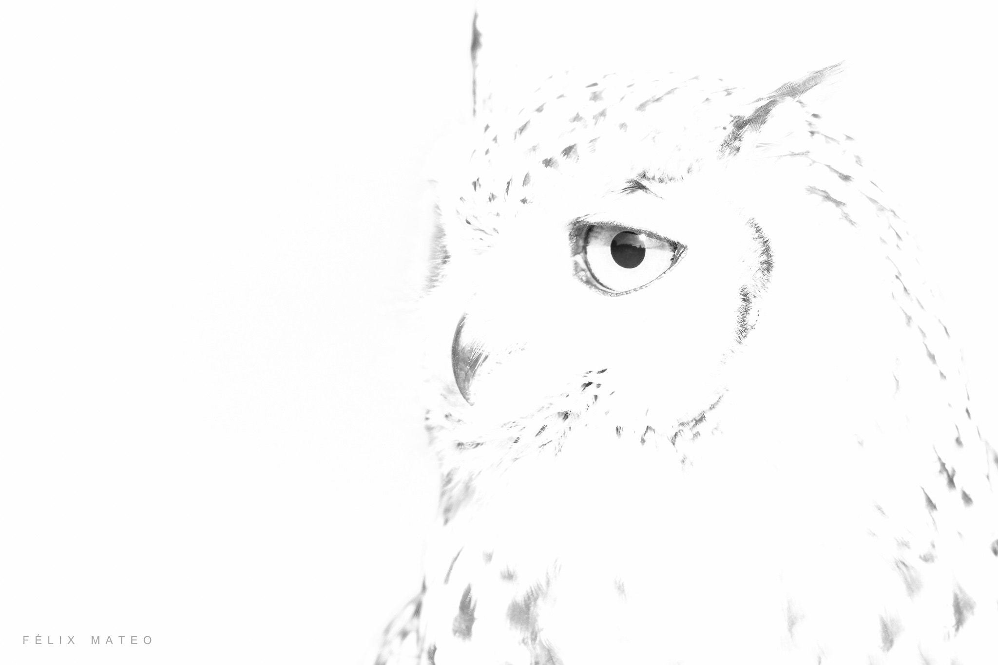 Canon EF 500mm F4L IS II USM sample photo. Búho real (bubo bubo) photography
