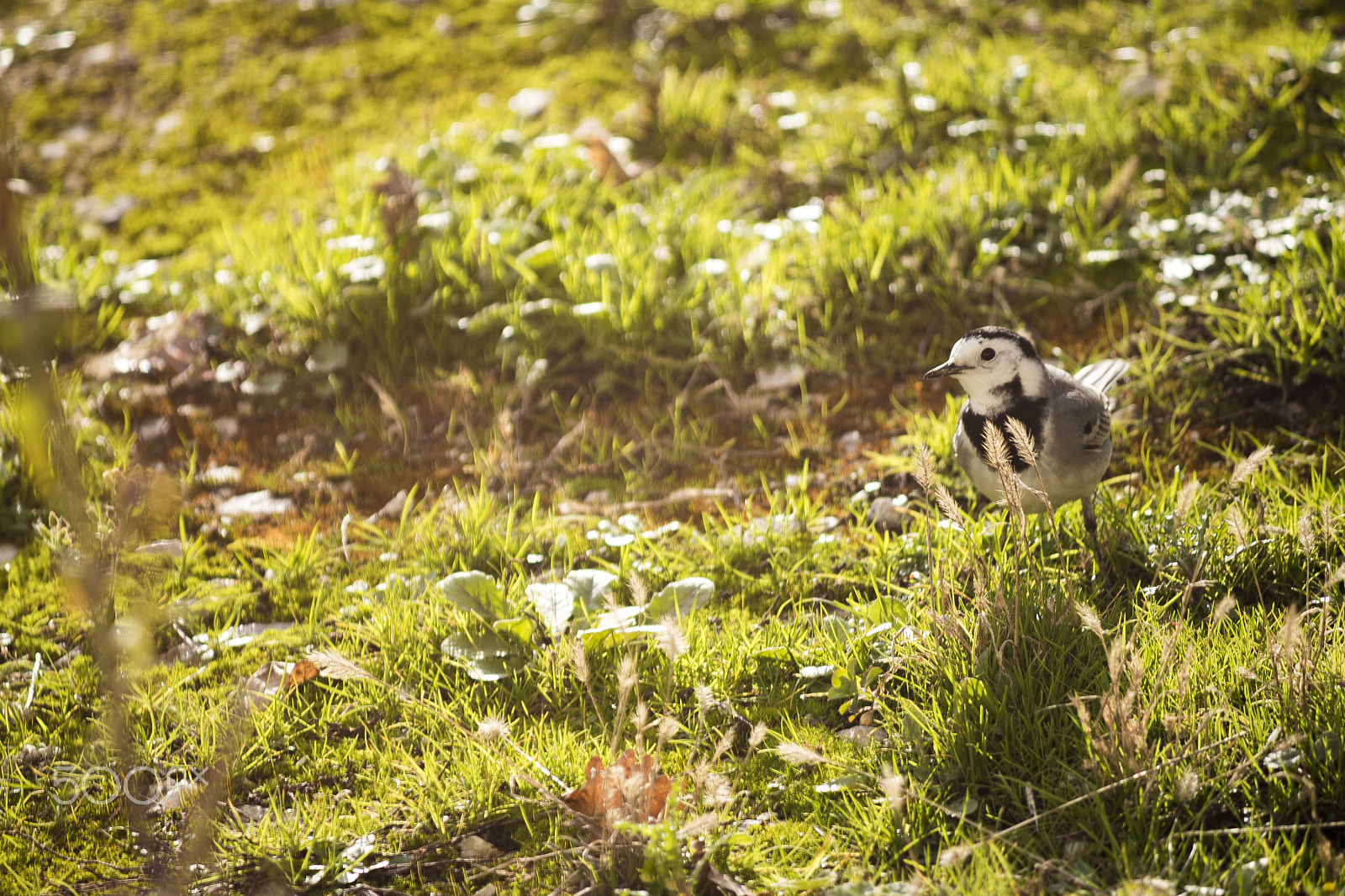 Canon EF-S 55-250mm F4-5.6 IS sample photo. Little bird photography