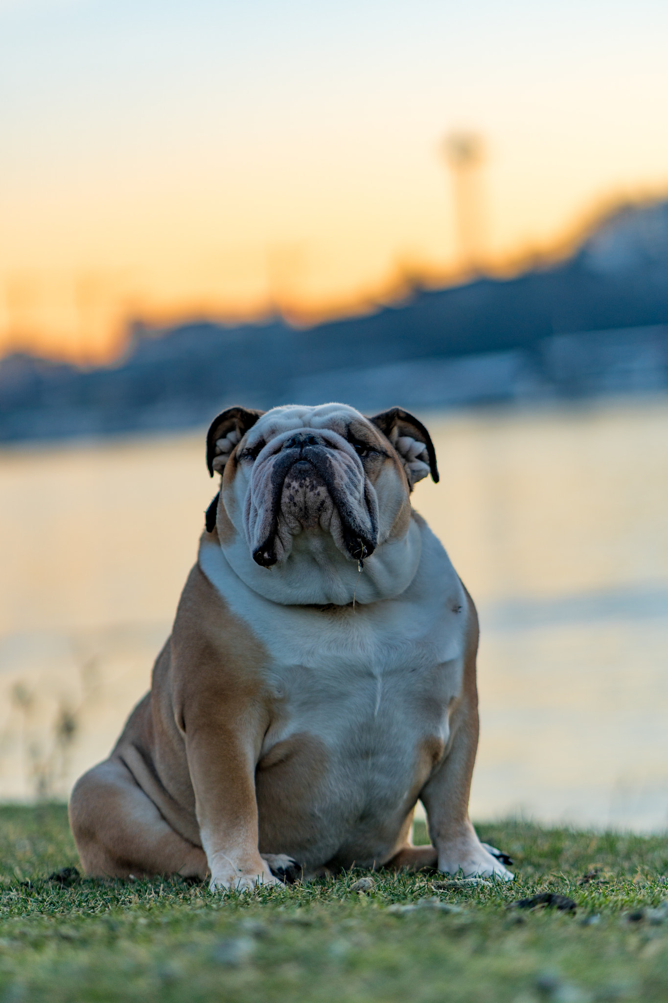 Sony a6300 + ZEISS Batis 85mm F1.8 sample photo