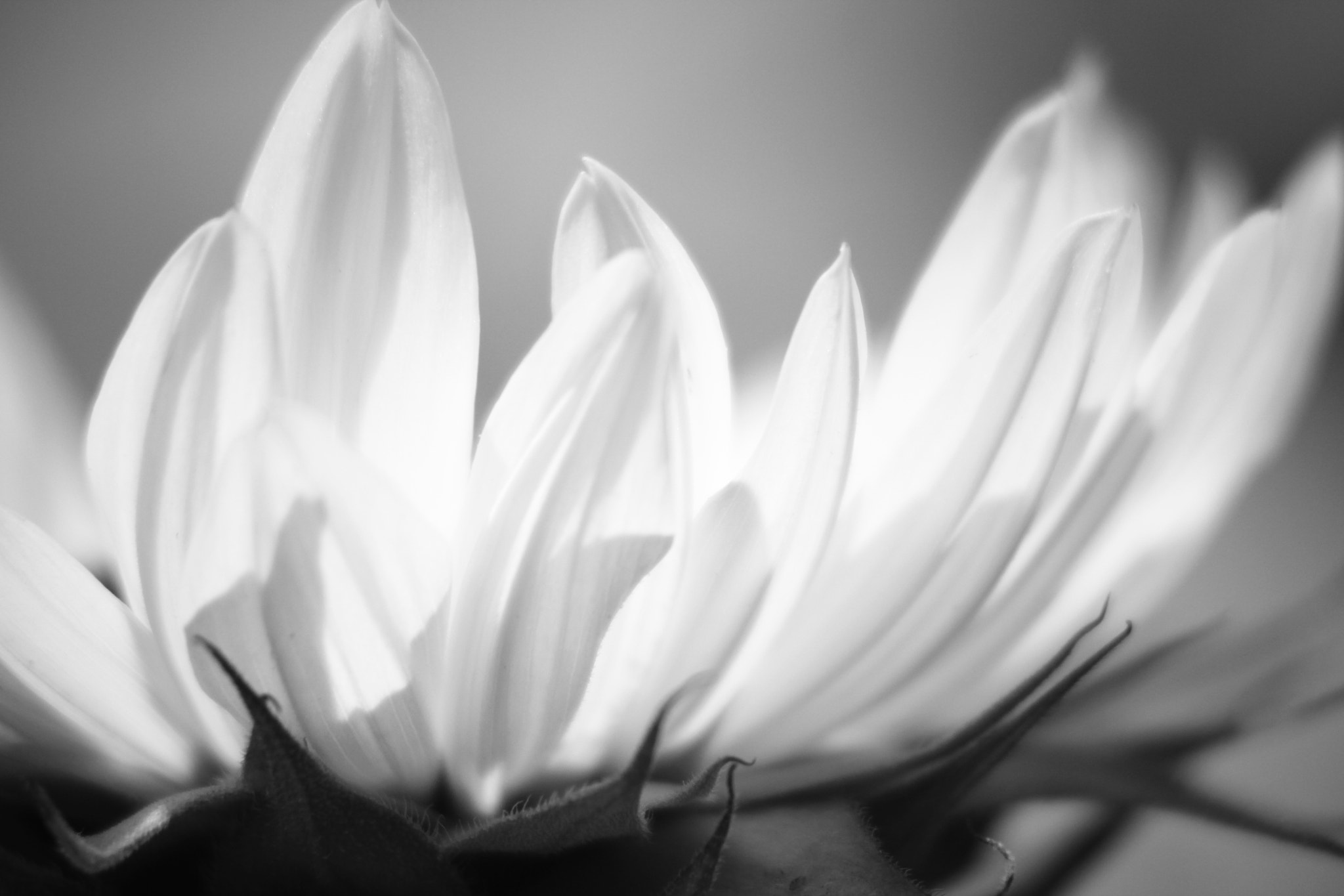 Canon EOS 550D (EOS Rebel T2i / EOS Kiss X4) sample photo. Petals photography
