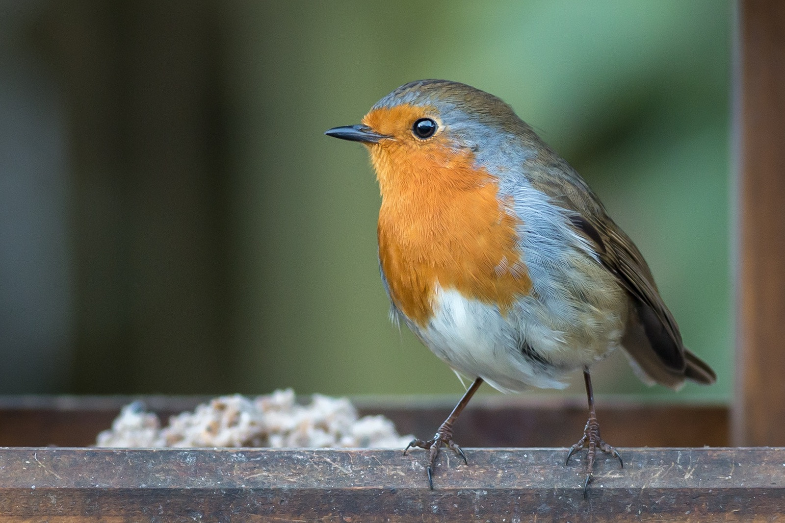 Canon EOS 70D + Canon EF 400mm F5.6L USM sample photo. Robin at bird table photography