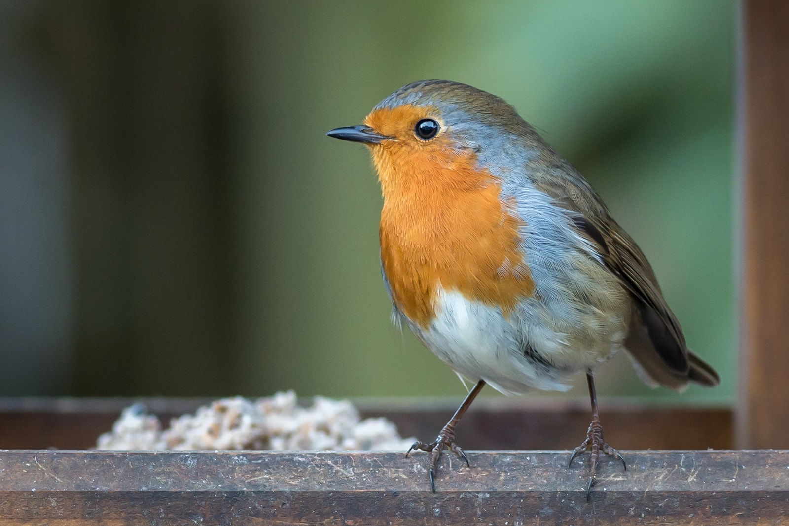 Canon EOS 70D sample photo. Robin at bird table photography