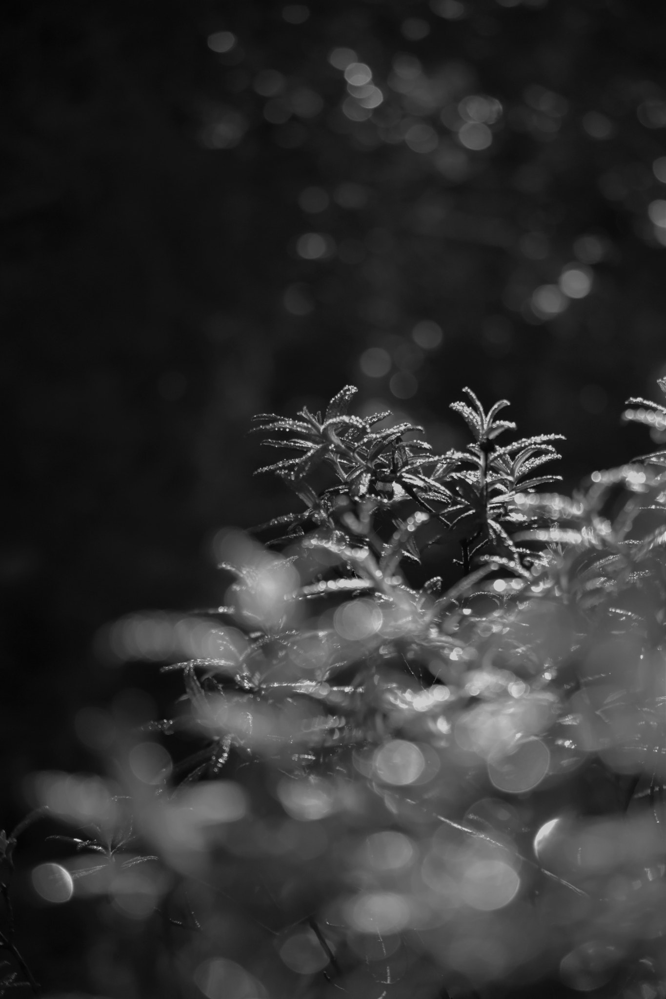 Nikon D5500 sample photo. Gocce di luce photography