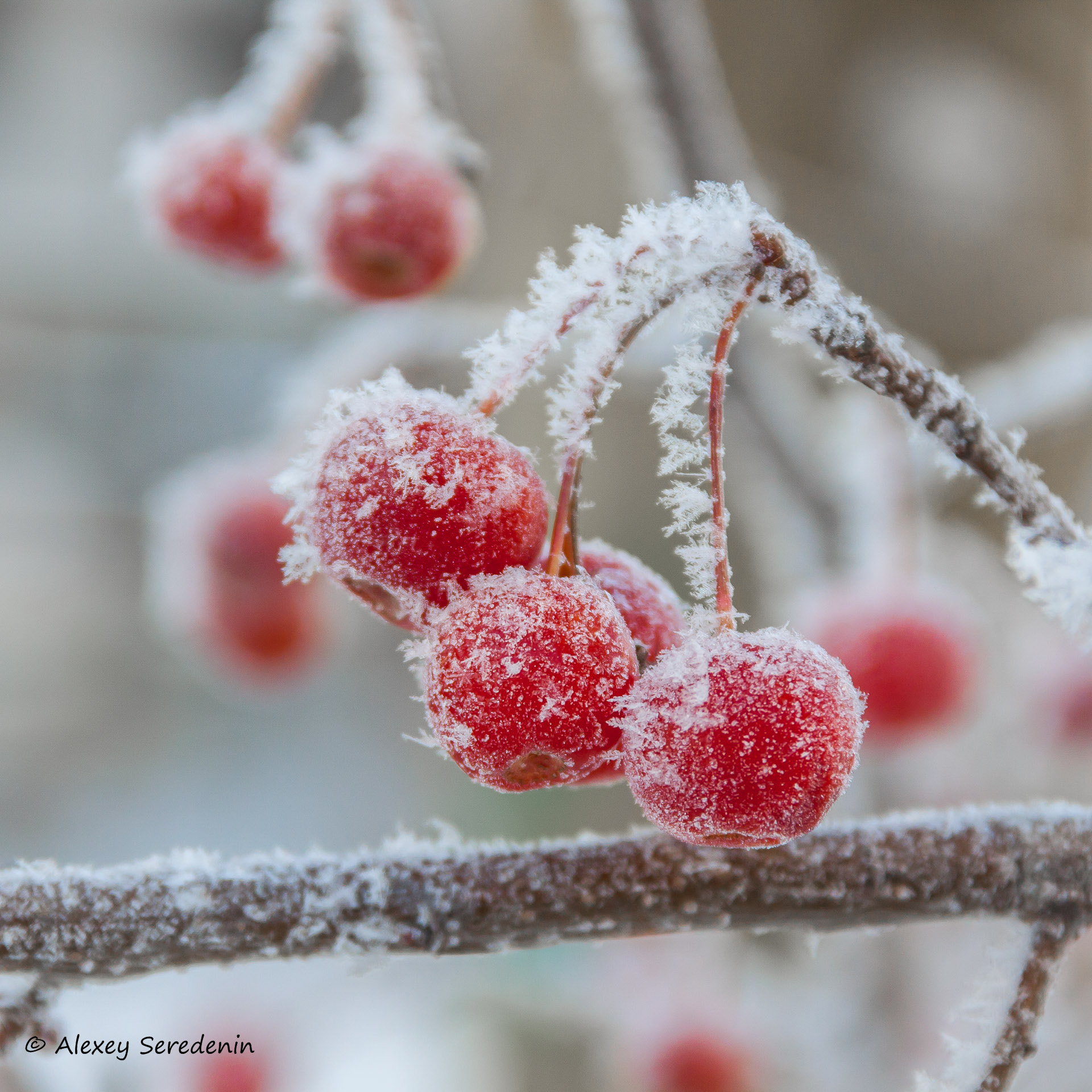Canon EOS 50D sample photo. Winter apples. photography