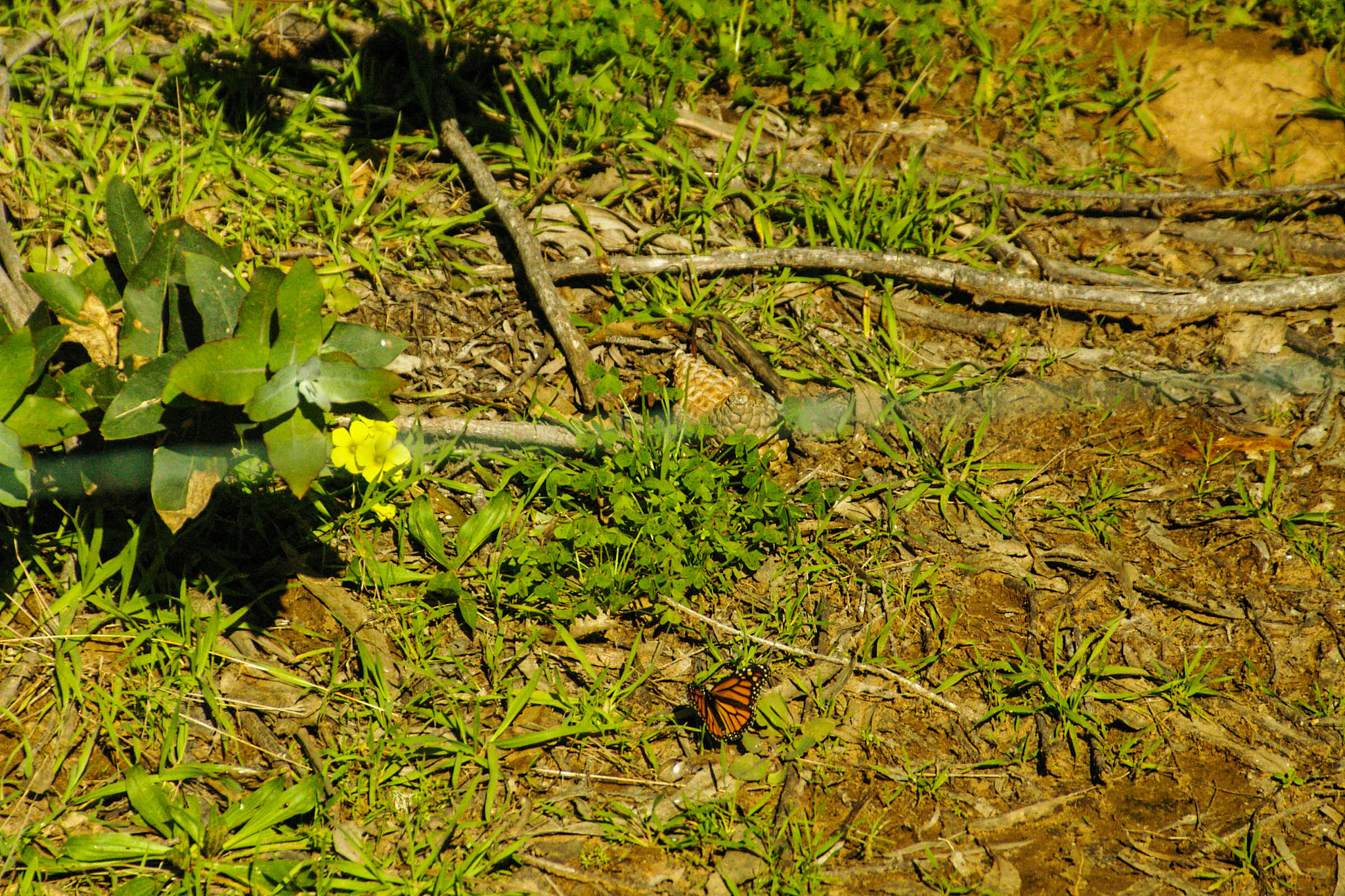 Pentax *ist D sample photo
