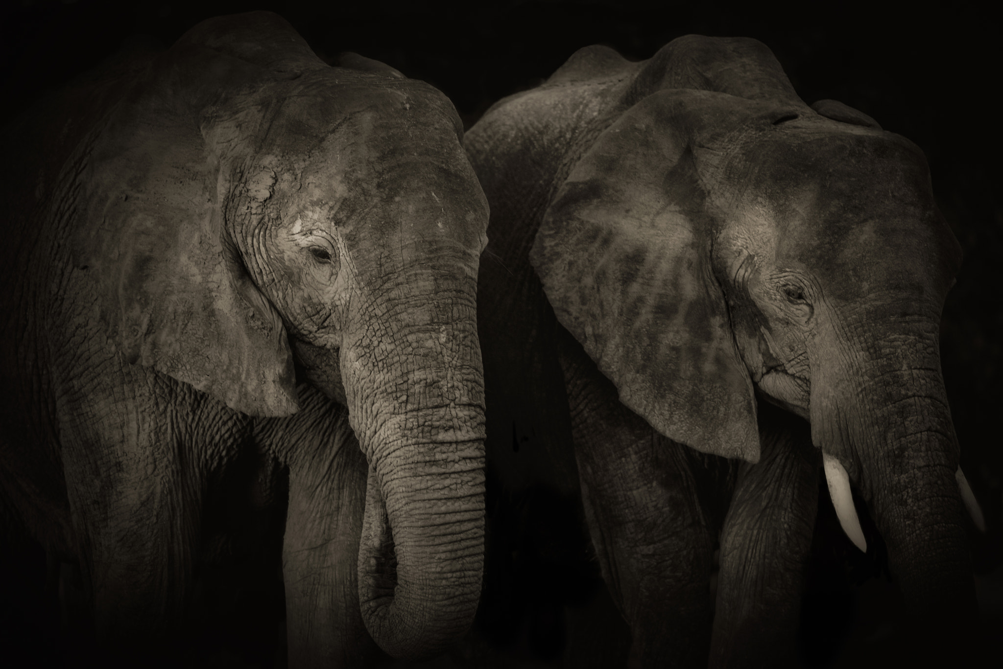 Nikon D750 + Nikon AF-S Nikkor 300mm F4D ED-IF sample photo. Two elephants photography