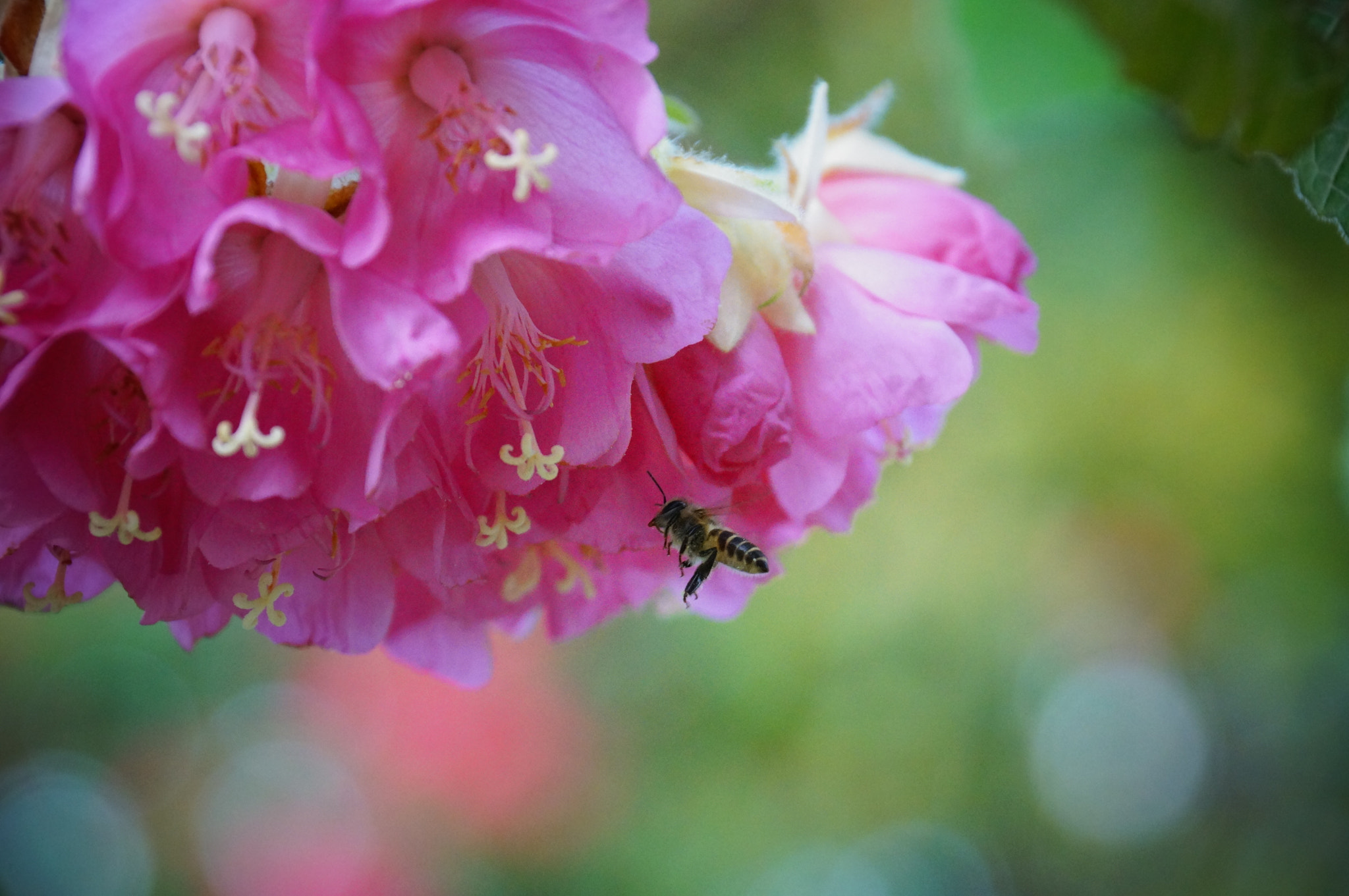 Sony DT 18-135mm F3.5-5.6 SAM sample photo