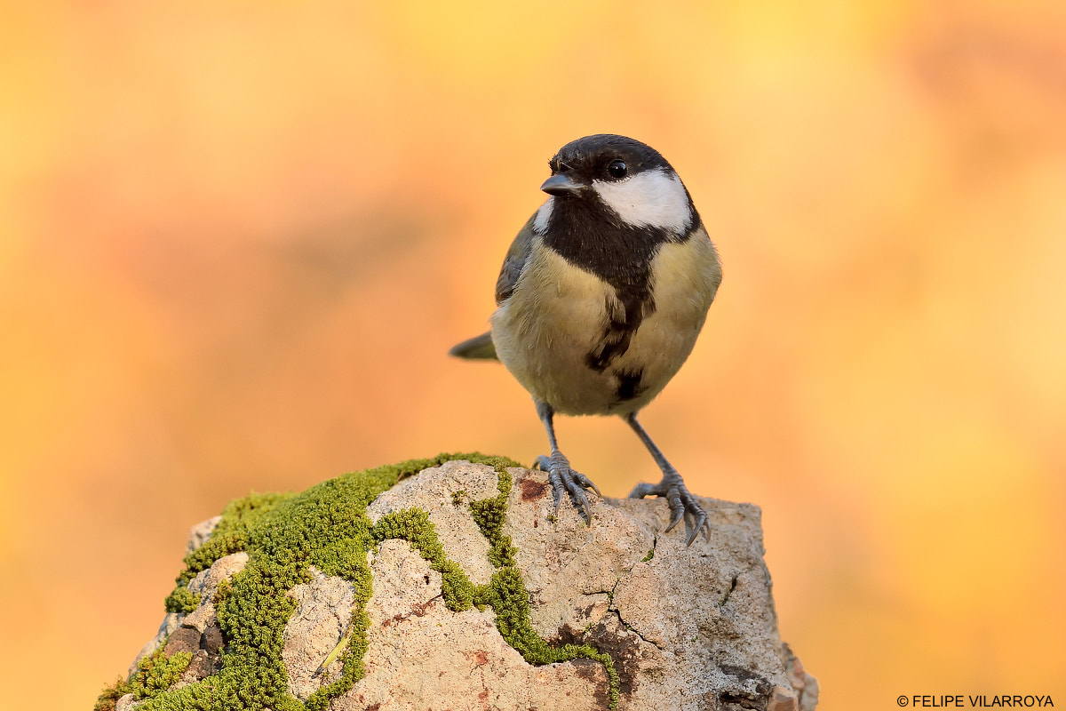 Nikon D7200 + Nikon AF-S Nikkor 300mm F4D ED-IF sample photo. Happy hours photography