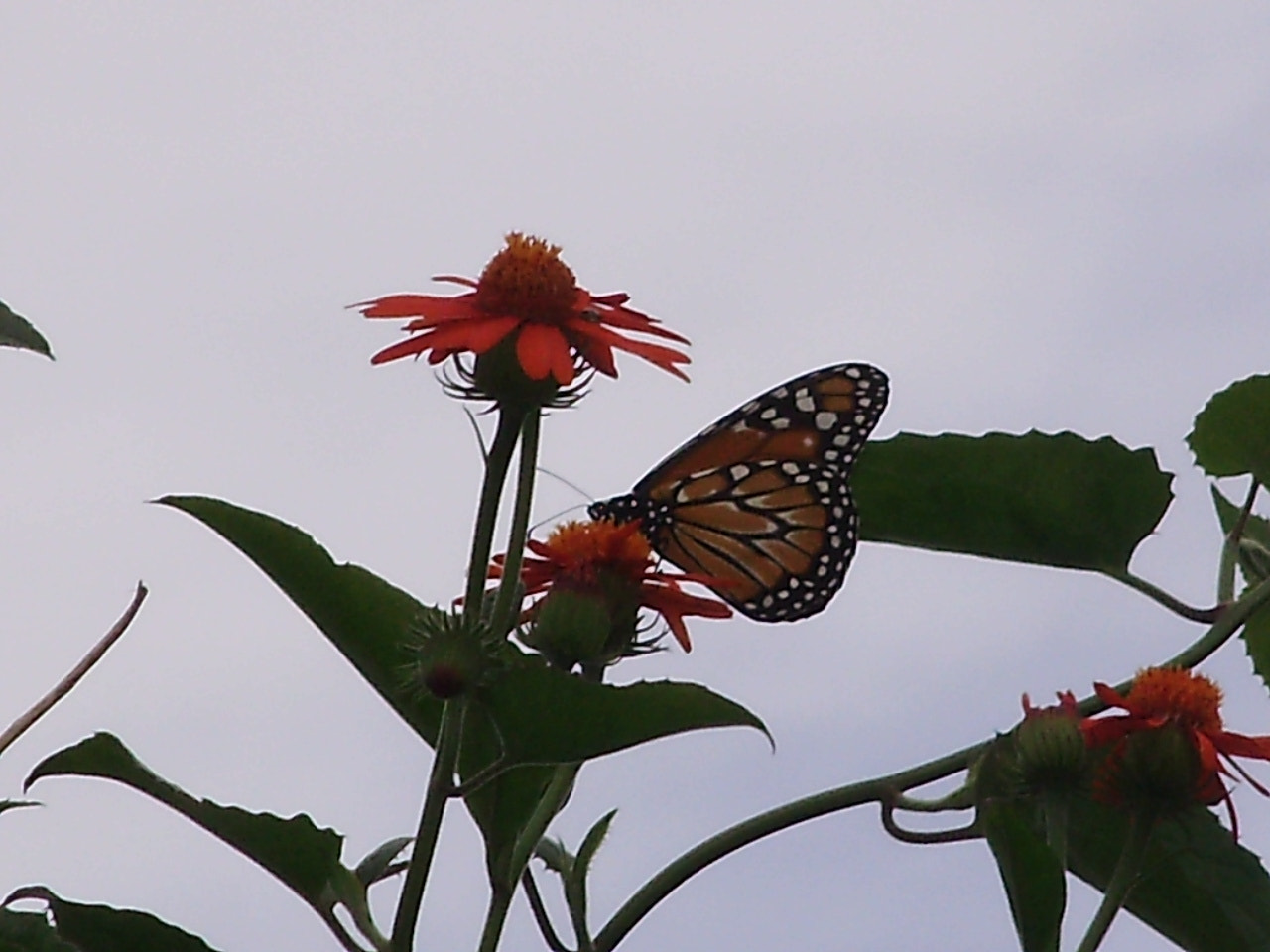 Olympus FE310,X840,C530 sample photo. Borboleta photography