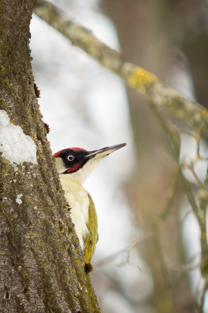 Olympus OM-D E-M1 Mark II sample photo. Green woodpecker photography