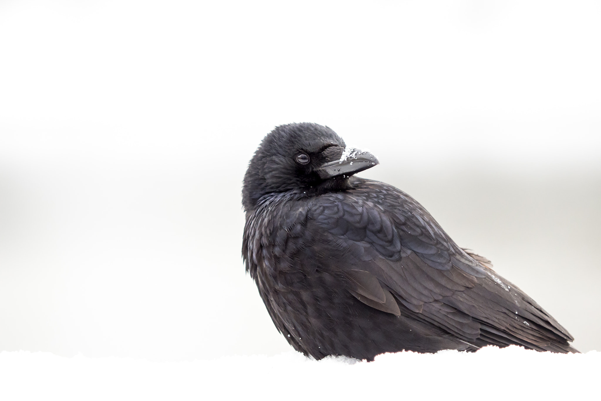 Olympus OM-D E-M1 Mark II sample photo. Snow crow photography