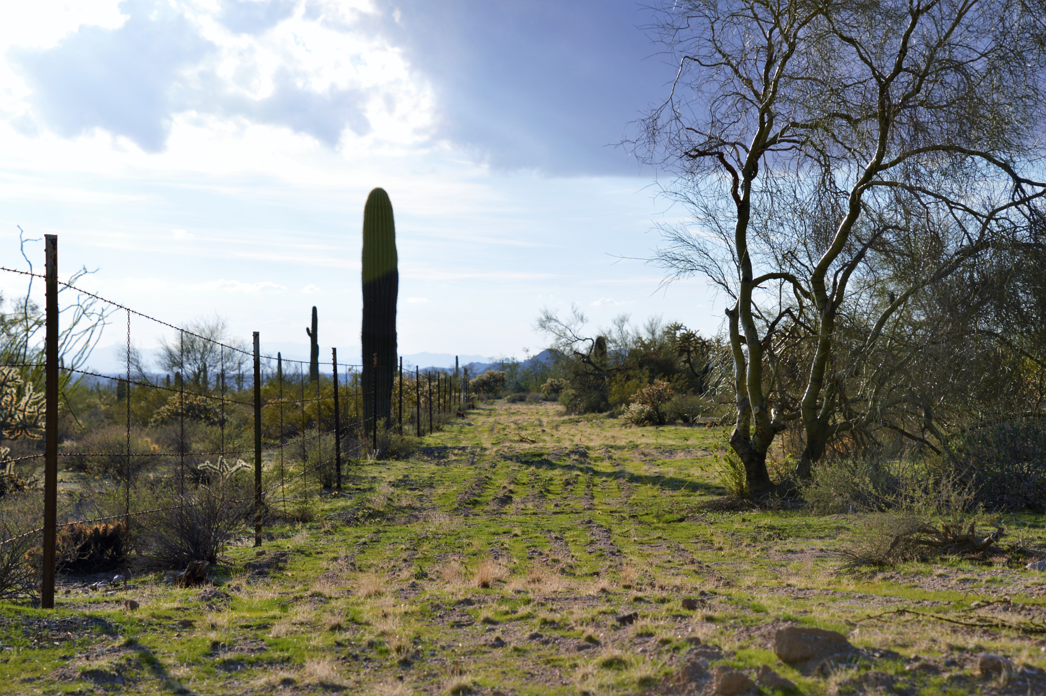 Nikon D3200 sample photo. Desert path photography