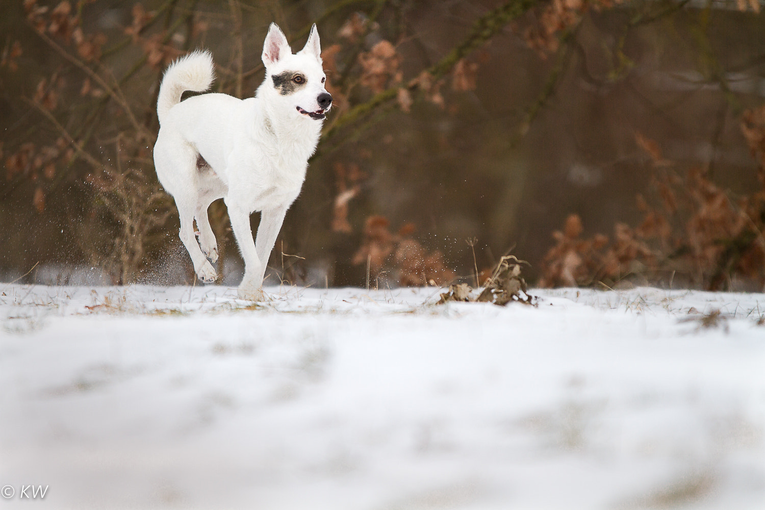 Sigma 70-200mm F2.8 EX DG OS HSM sample photo. Winter photography