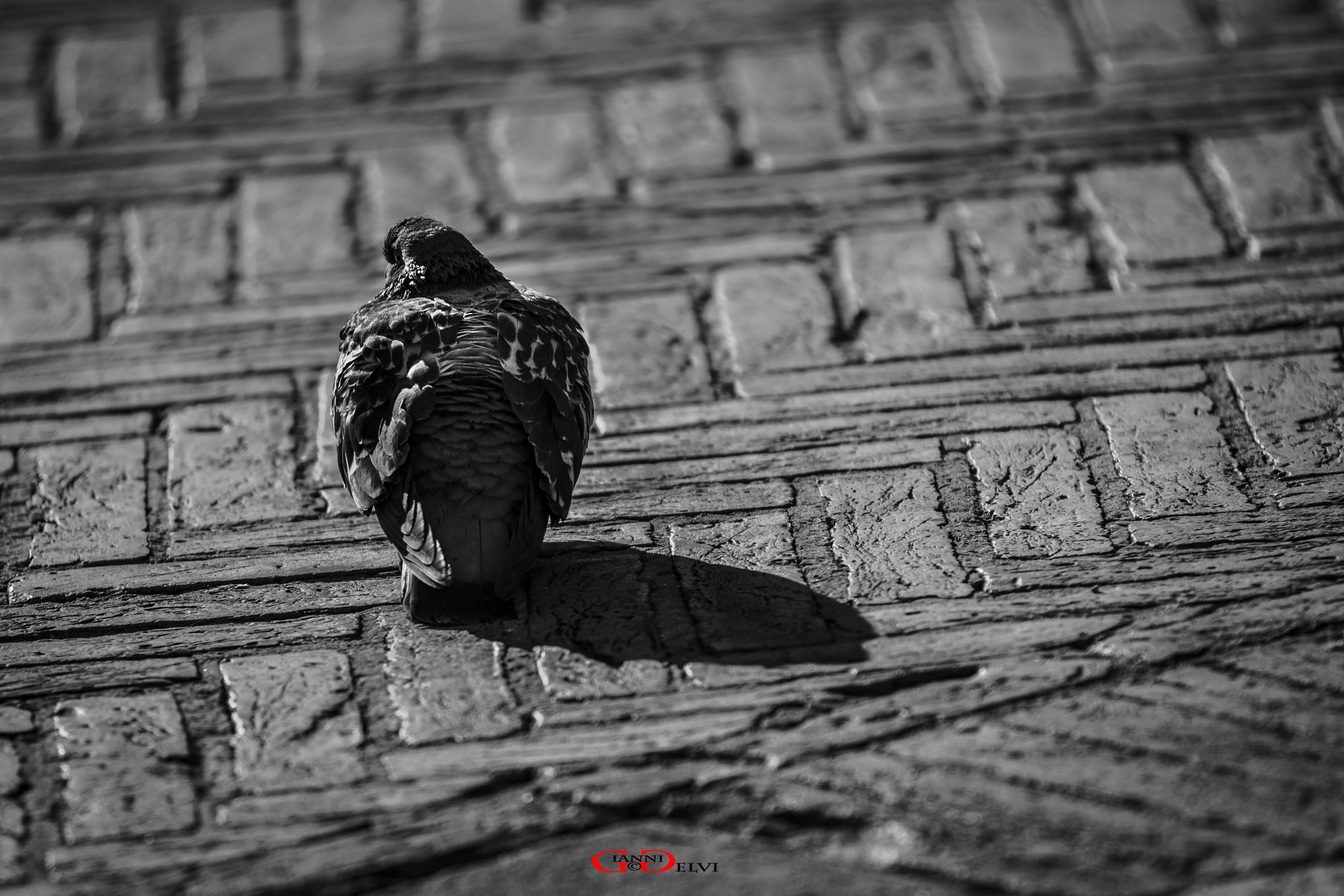Canon EF 70-200mm F2.8L IS USM sample photo. Piccione photography