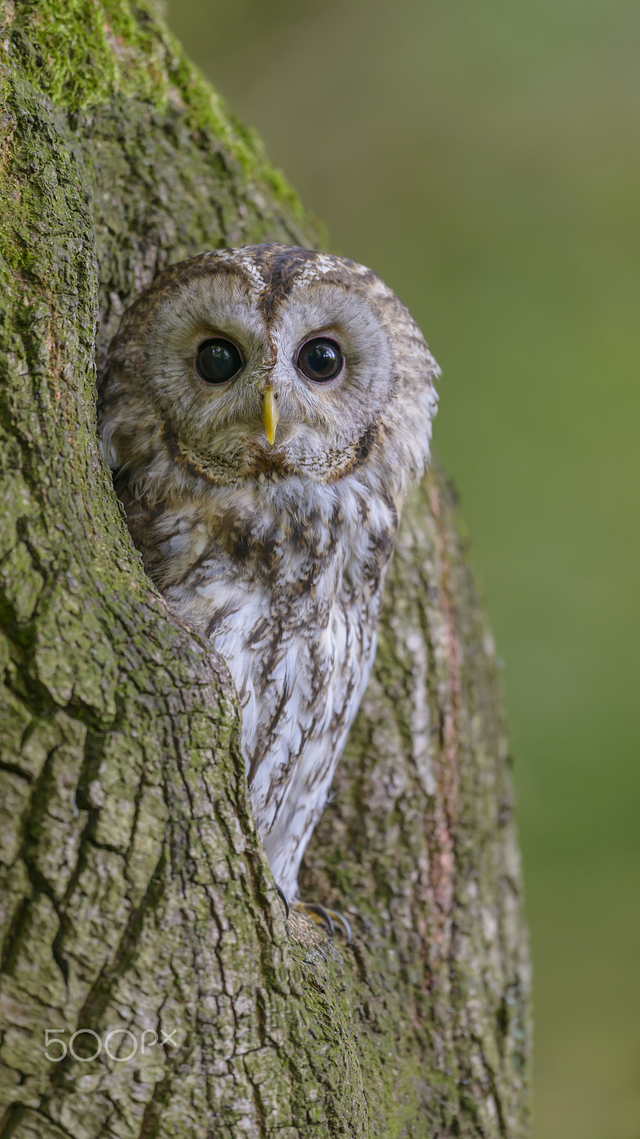 Nikon D800E + Nikon AF-S Nikkor 500mm F4G ED VR sample photo. Waldkauz, strix aluco, tawny owl photography