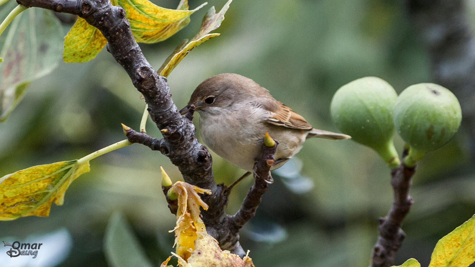 Pentax K10D sample photo. Sylvia communis - akgerdanlı ötleğen - common whitethroat photography