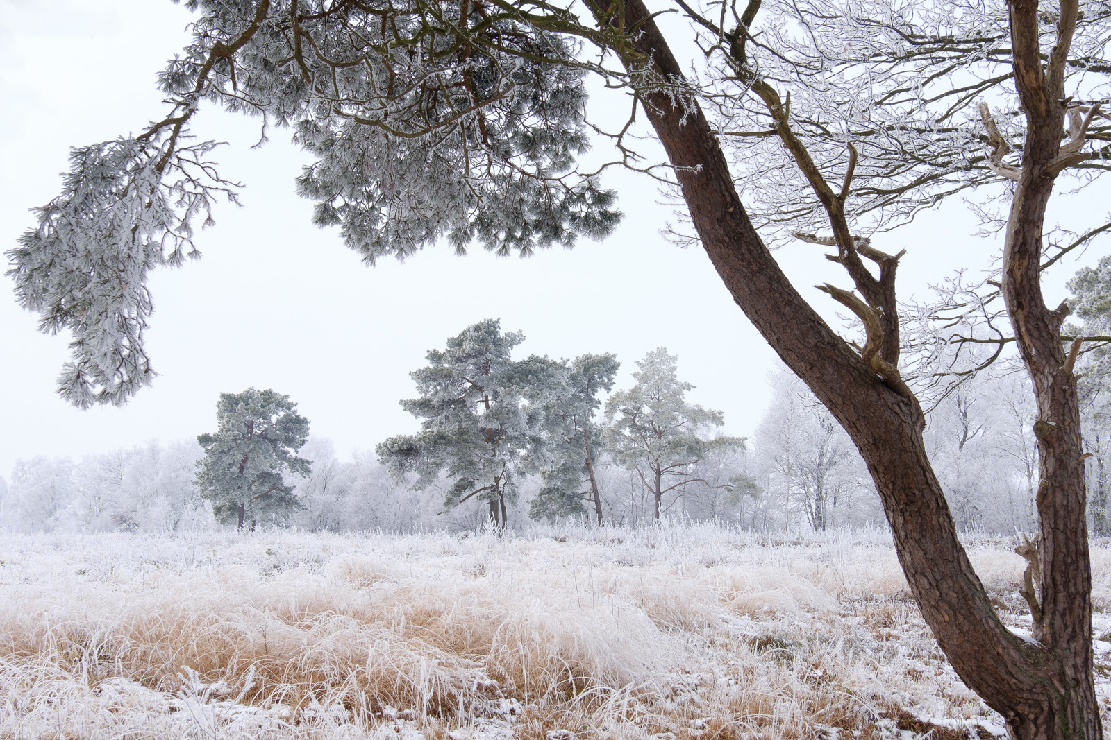 Fujifilm X-Pro2 sample photo. Winter in the moor photography