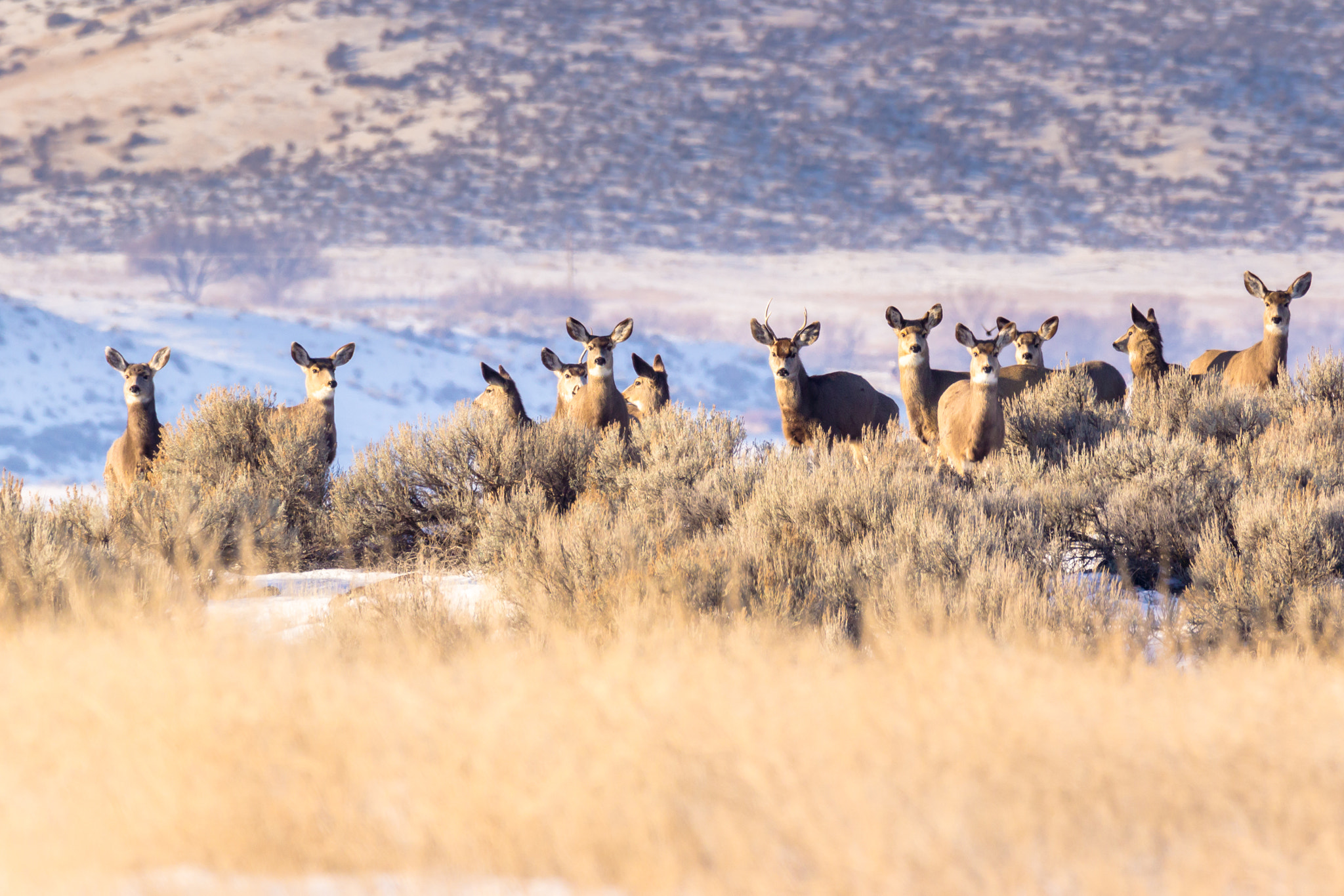 150-600mm F5-6.3 DG OS HSM | Contemporary 015 sample photo. Do you think they see me? photography