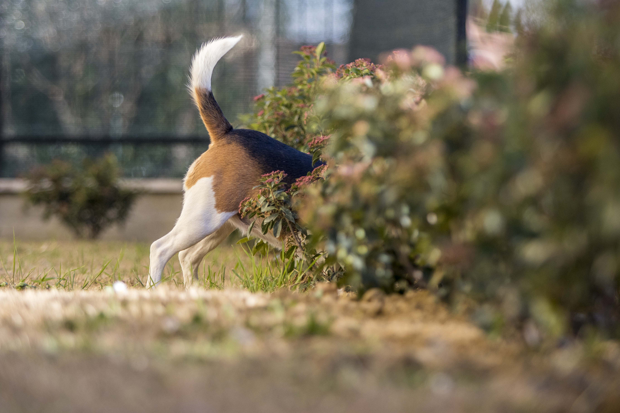 Canon EF 70-200mm F2.8L IS USM sample photo. Sandy photography